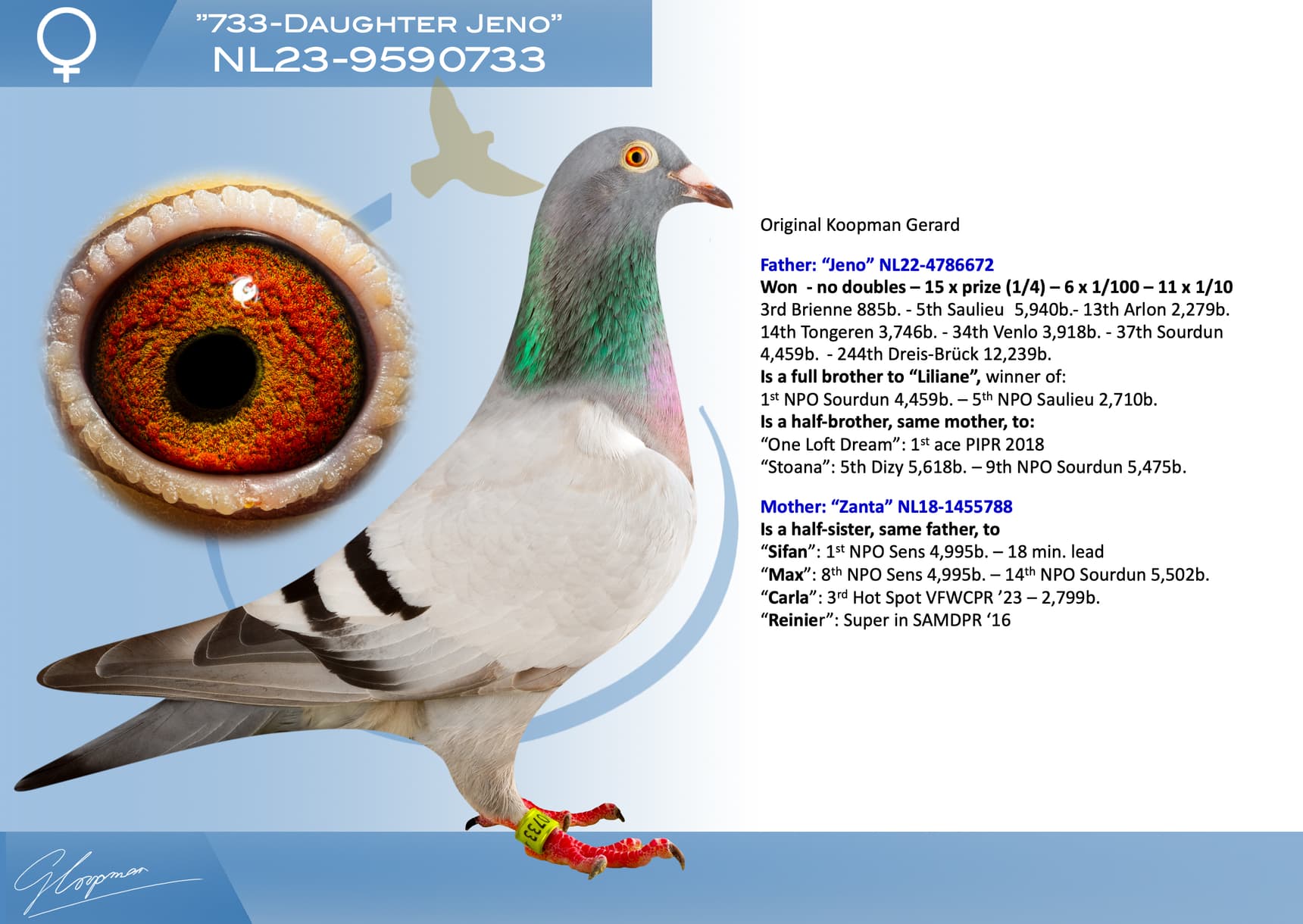 pigeon: undefined