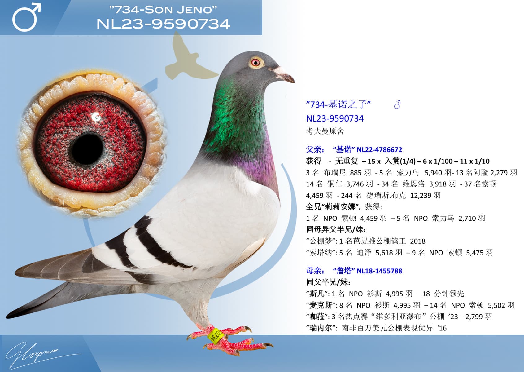 pigeon: ”734-基诺之子”