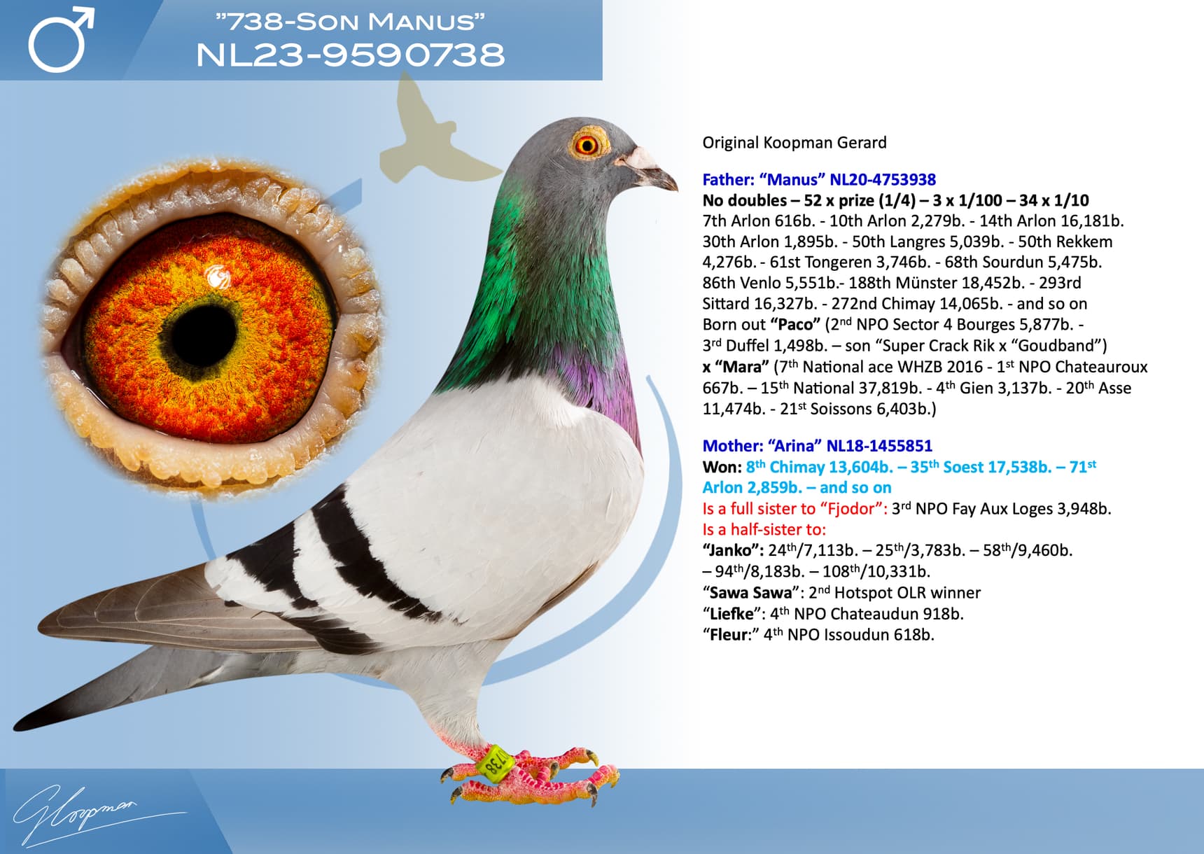 pigeon: undefined