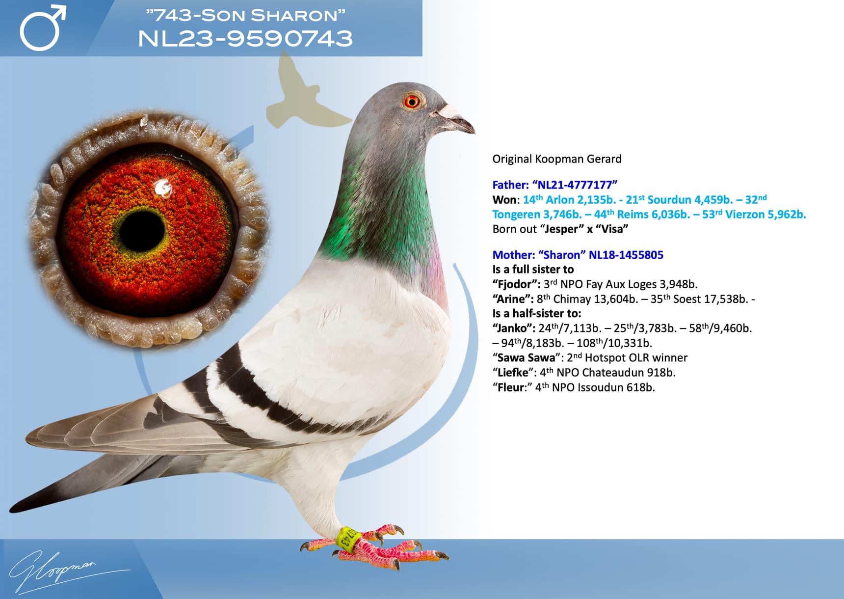 pigeon: undefined