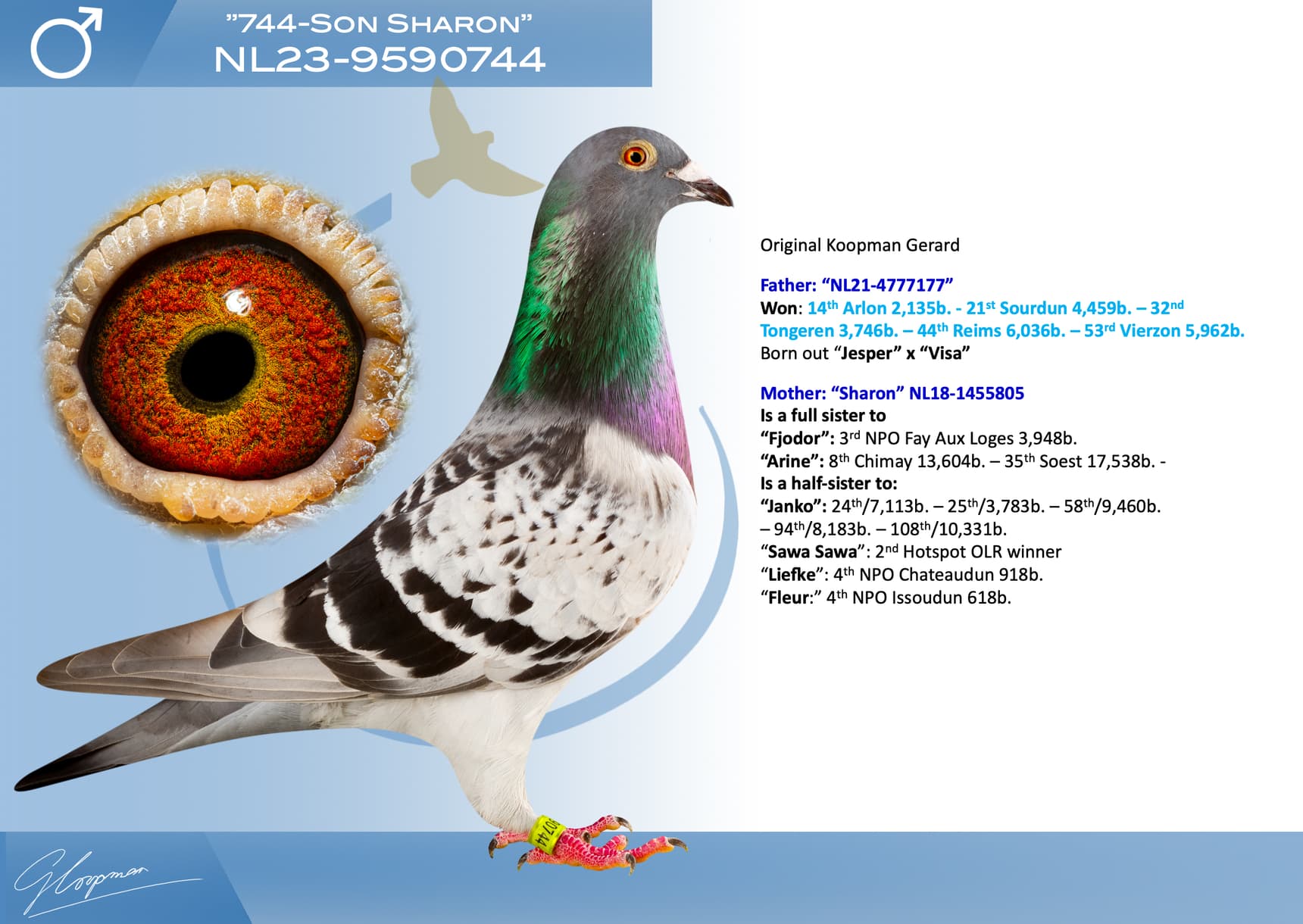 pigeon: undefined