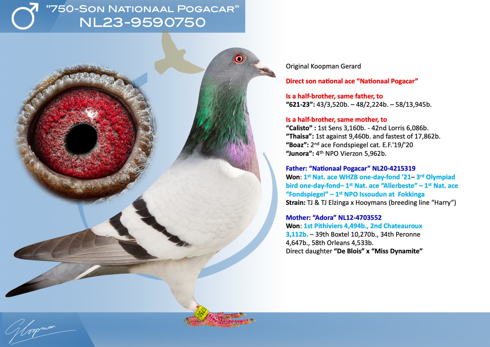 pigeon: undefined