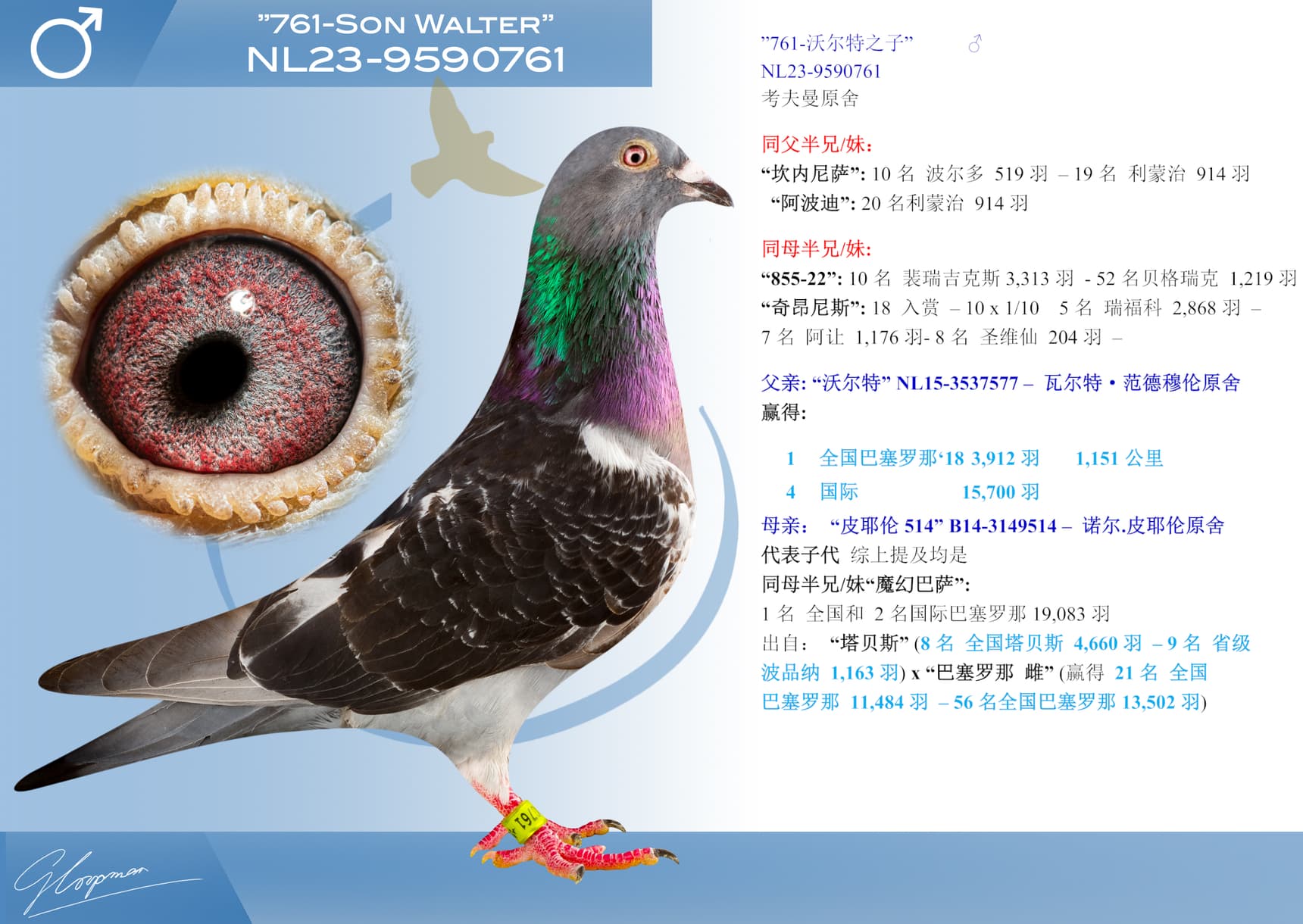 pigeon: ”761-沃尔特之子”