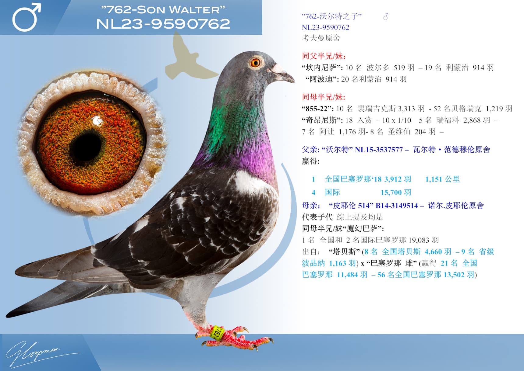 pigeon: ”762-沃尔特之子”