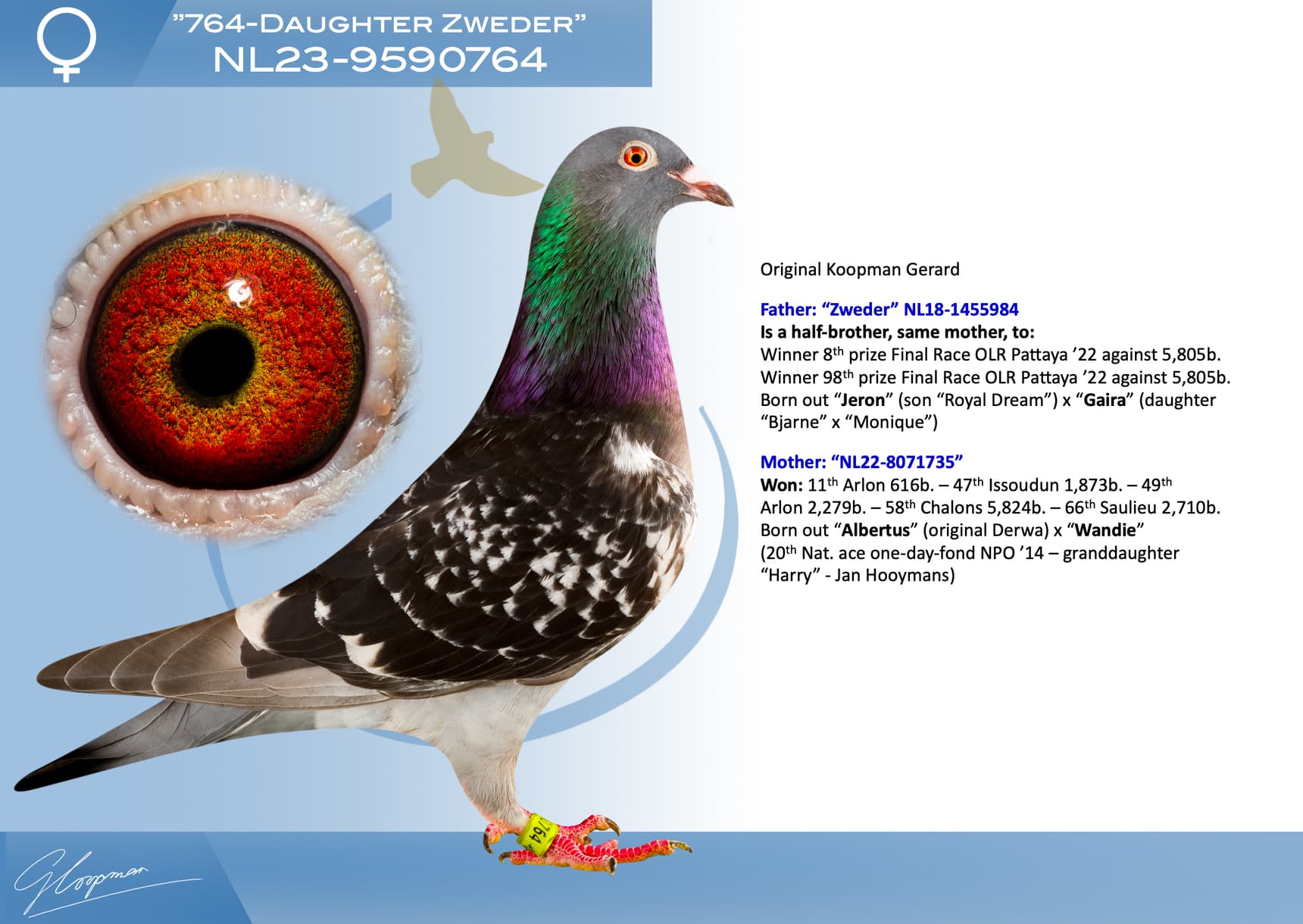 pigeon: undefined