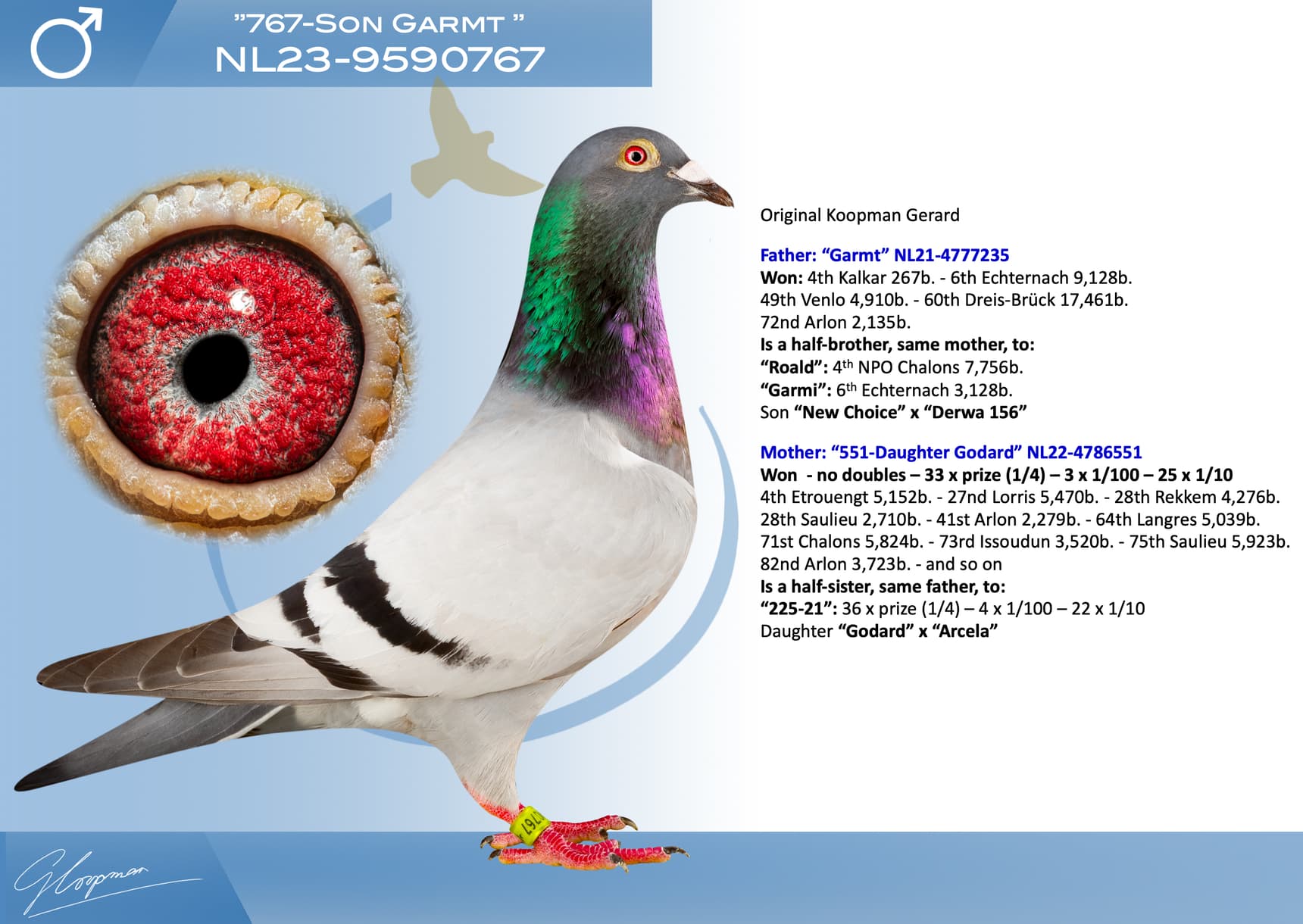 pigeon: undefined