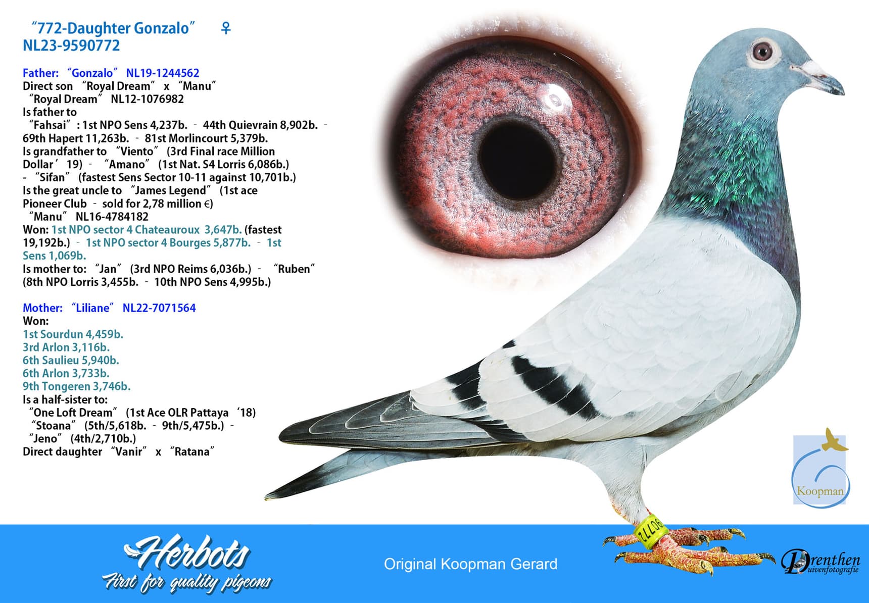 pigeon: undefined