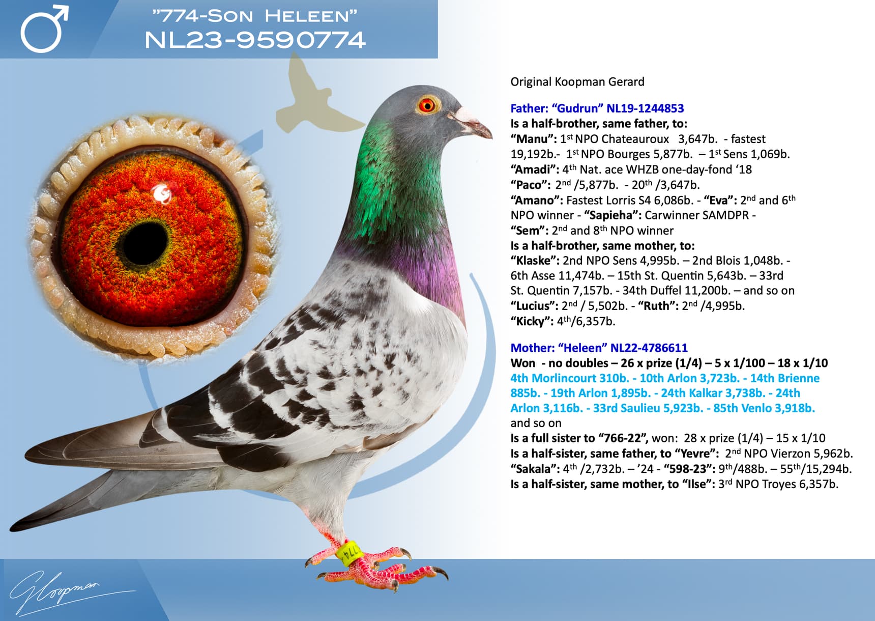 pigeon: undefined