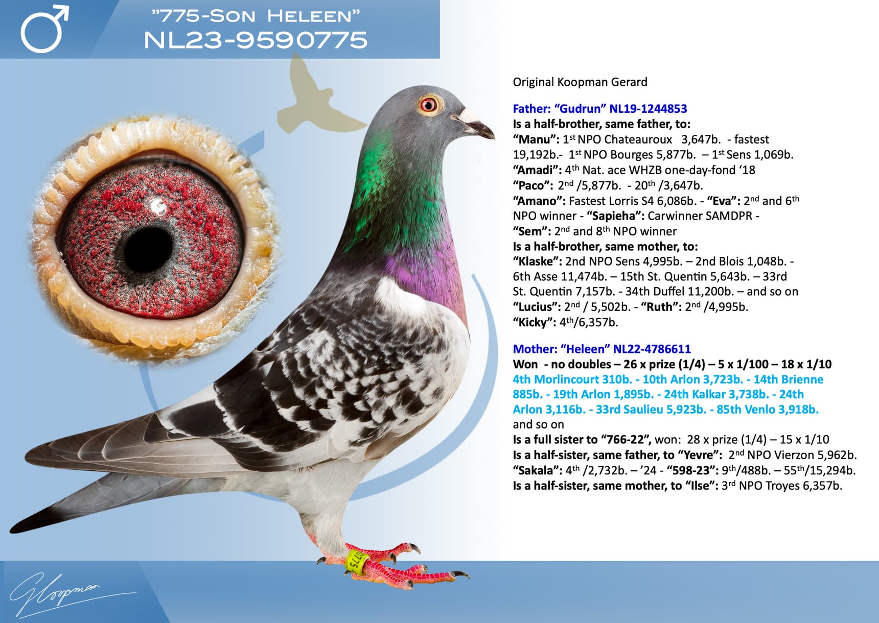 pigeon: undefined