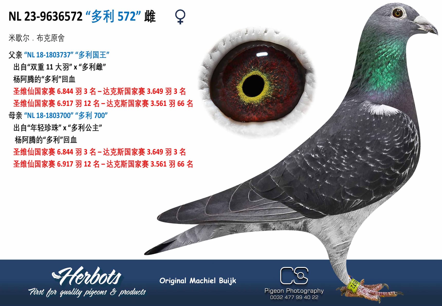 pigeon: undefined