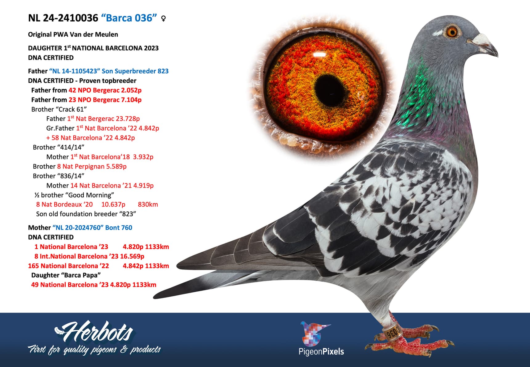 pigeon: undefined