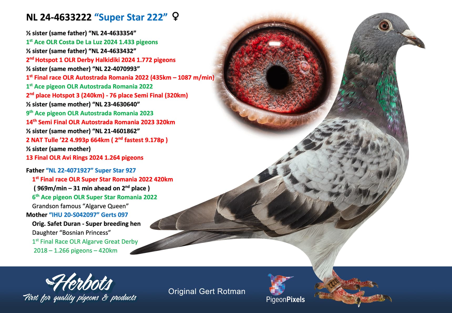 pigeon: undefined