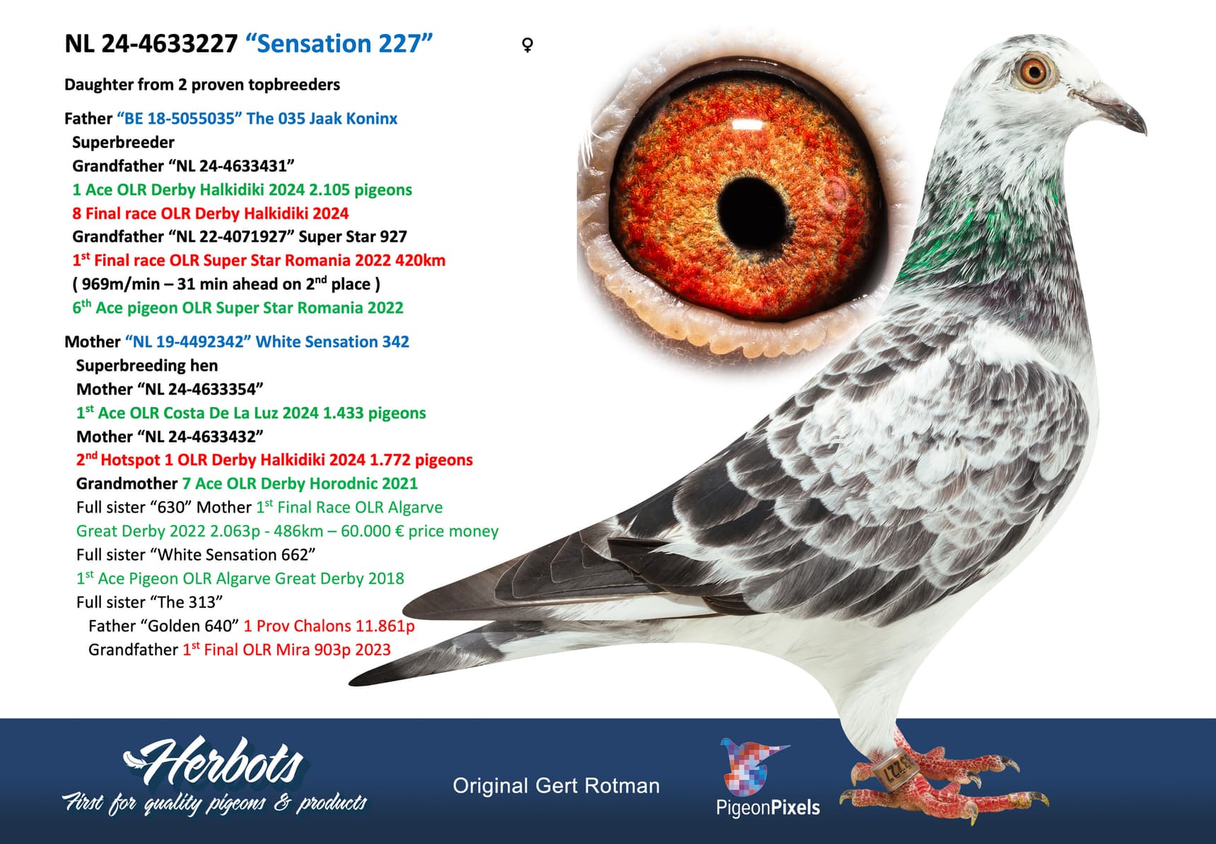 pigeon: undefined