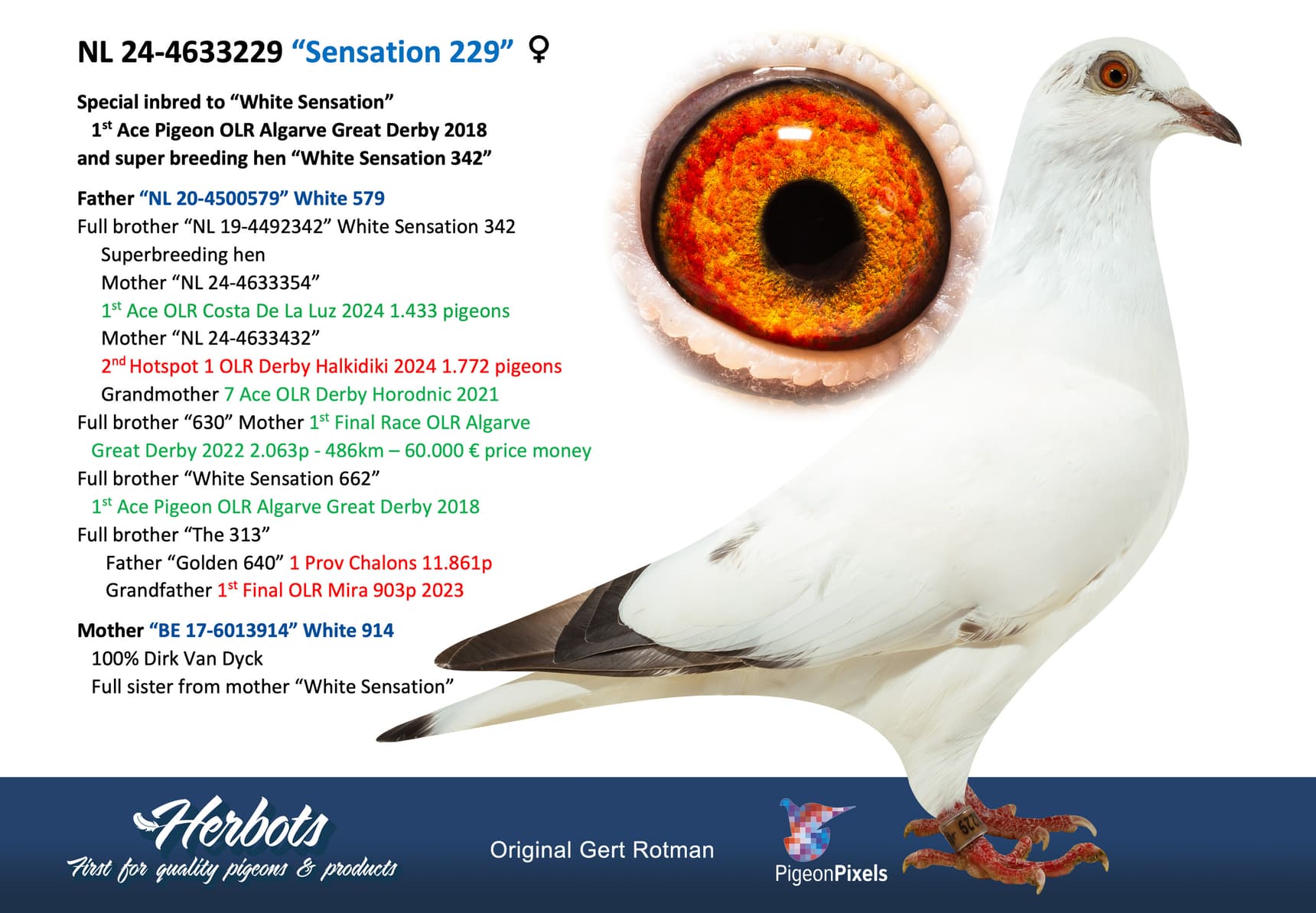 pigeon: undefined