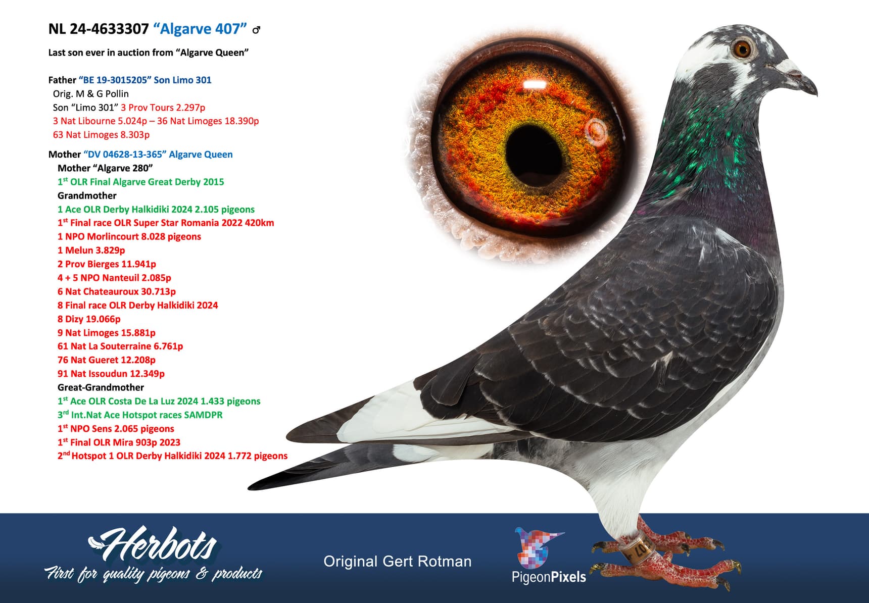 pigeon: undefined