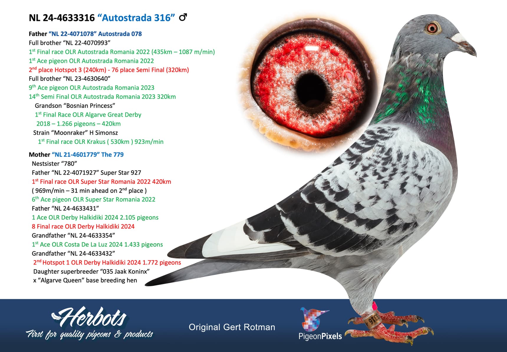 pigeon: undefined