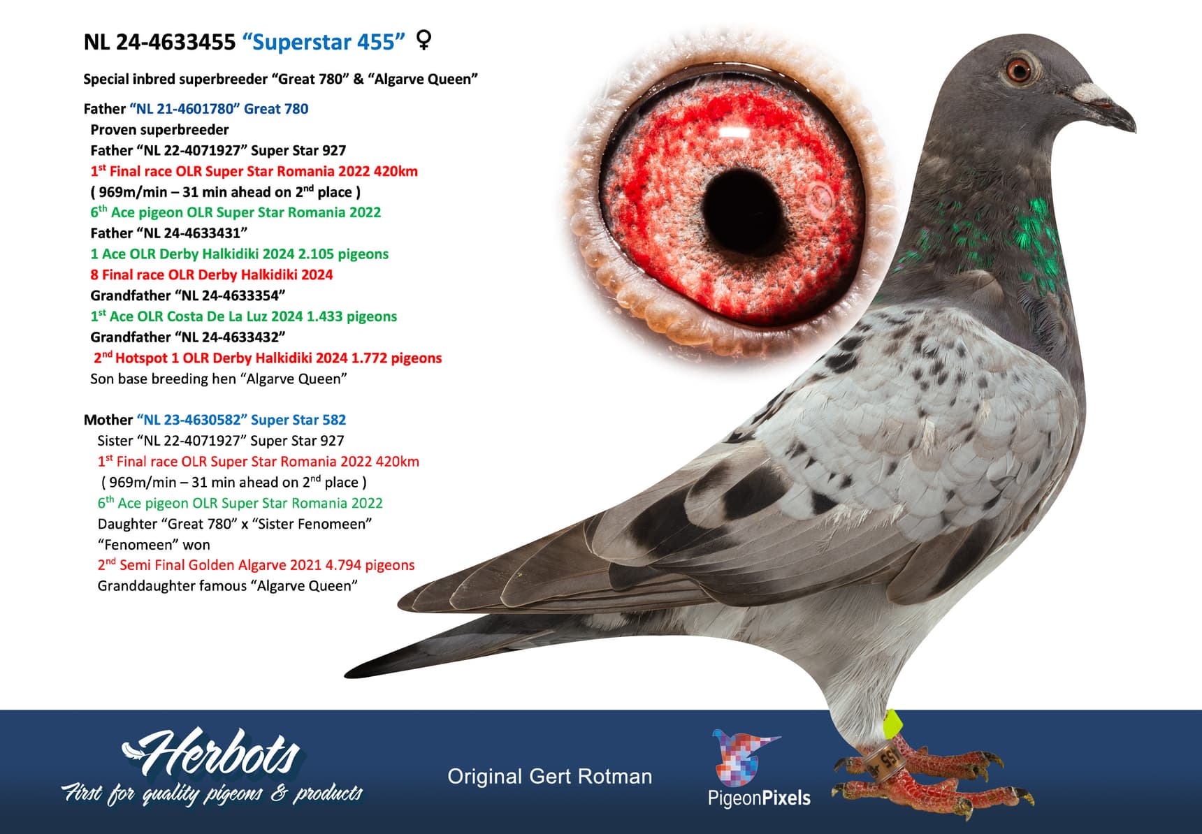 pigeon: undefined