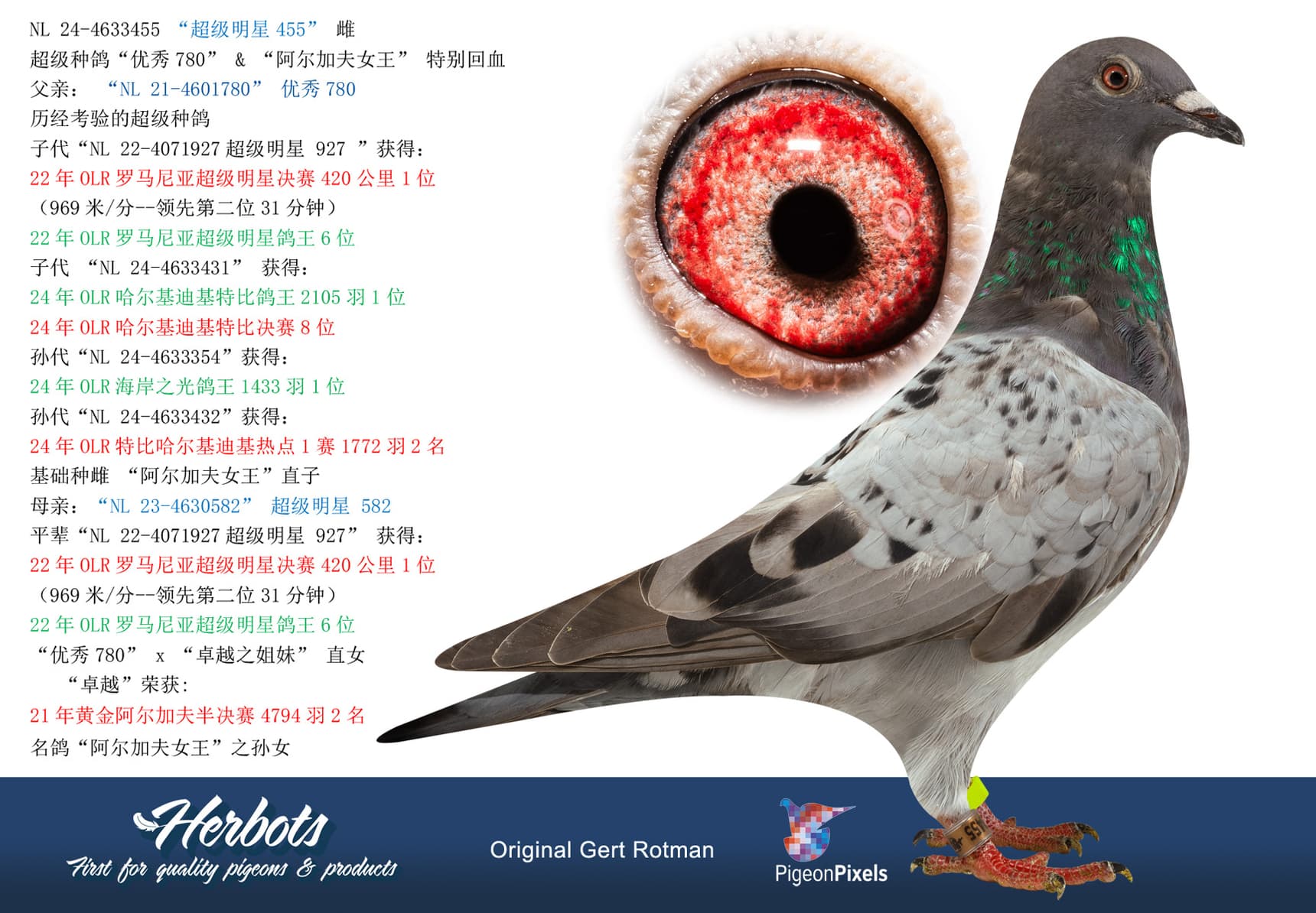 pigeon: undefined