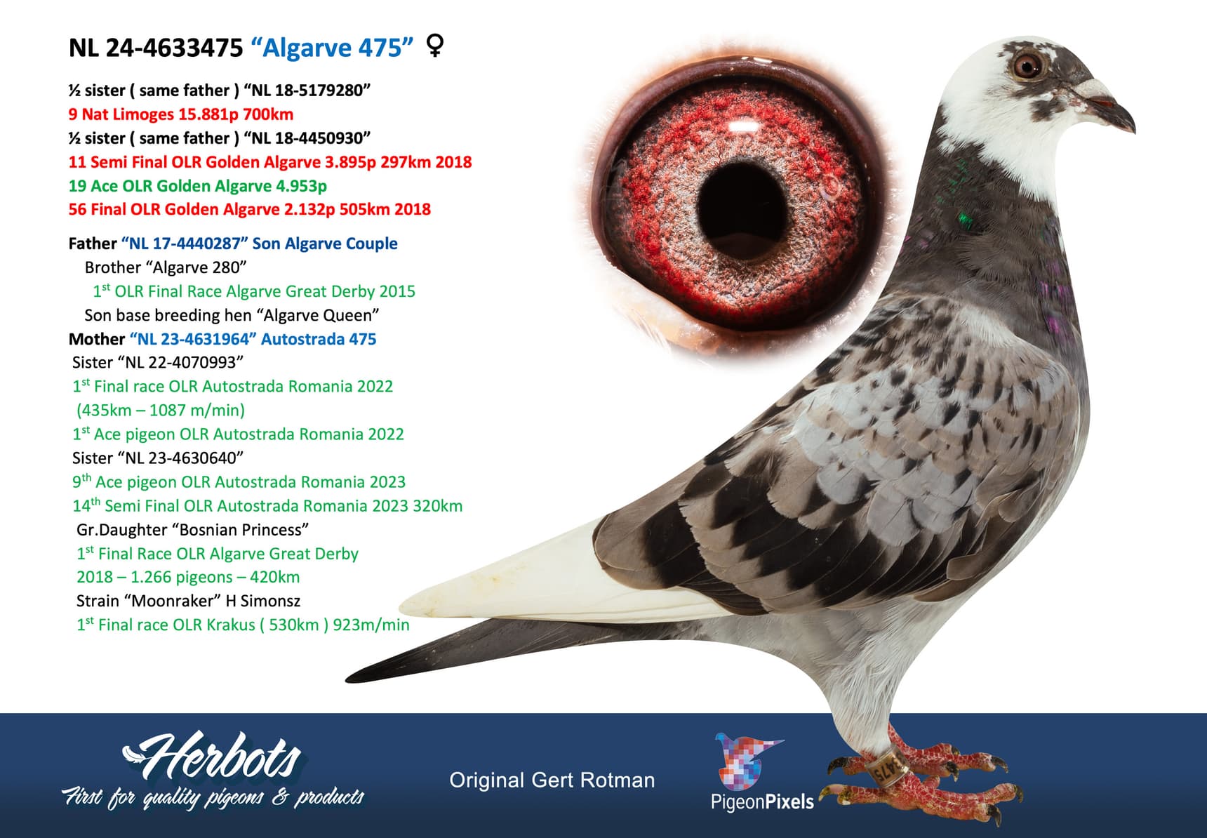 pigeon: undefined