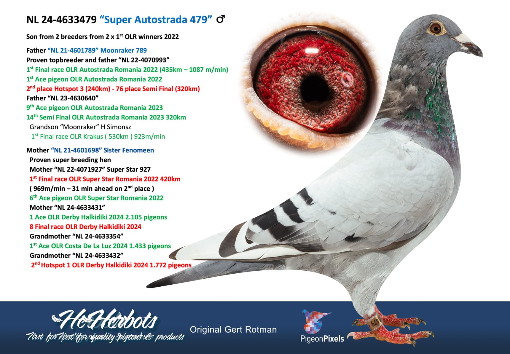 pigeon: undefined