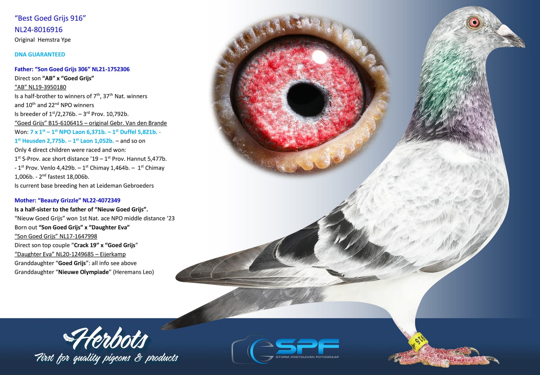 pigeon: undefined