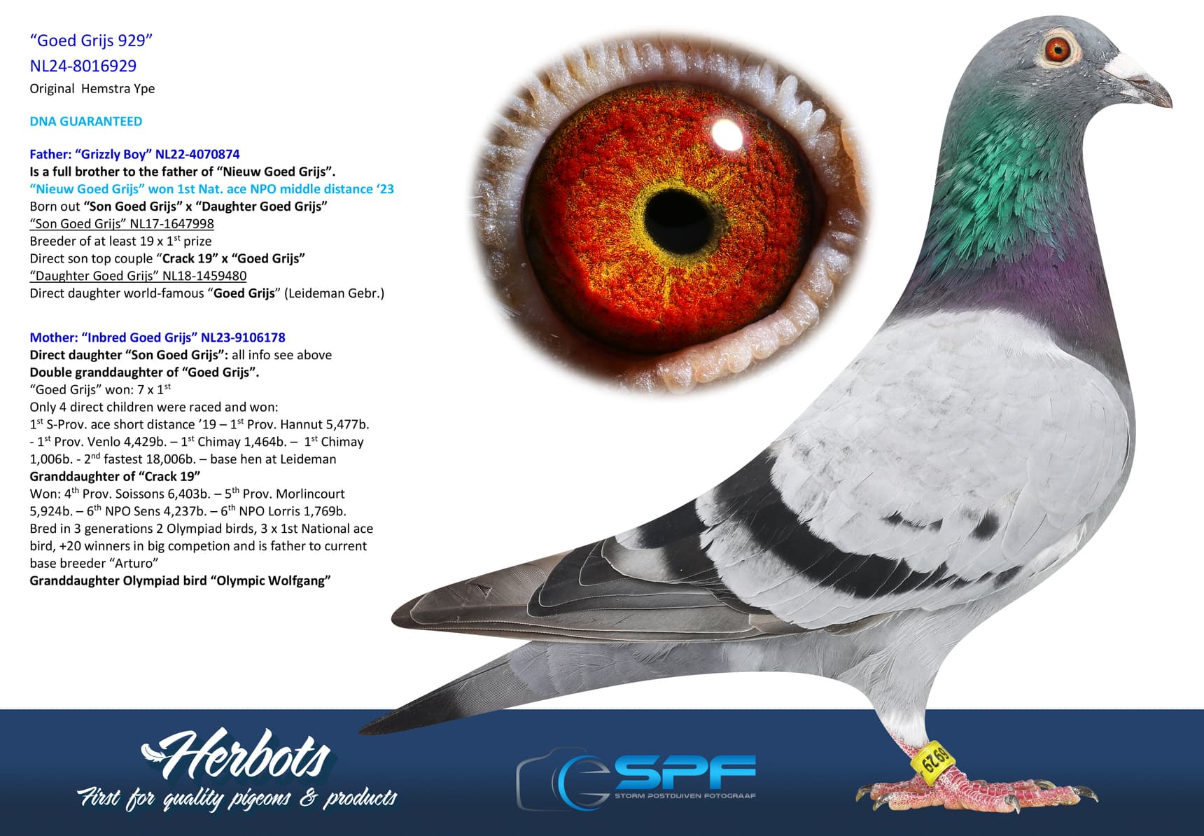 pigeon: undefined