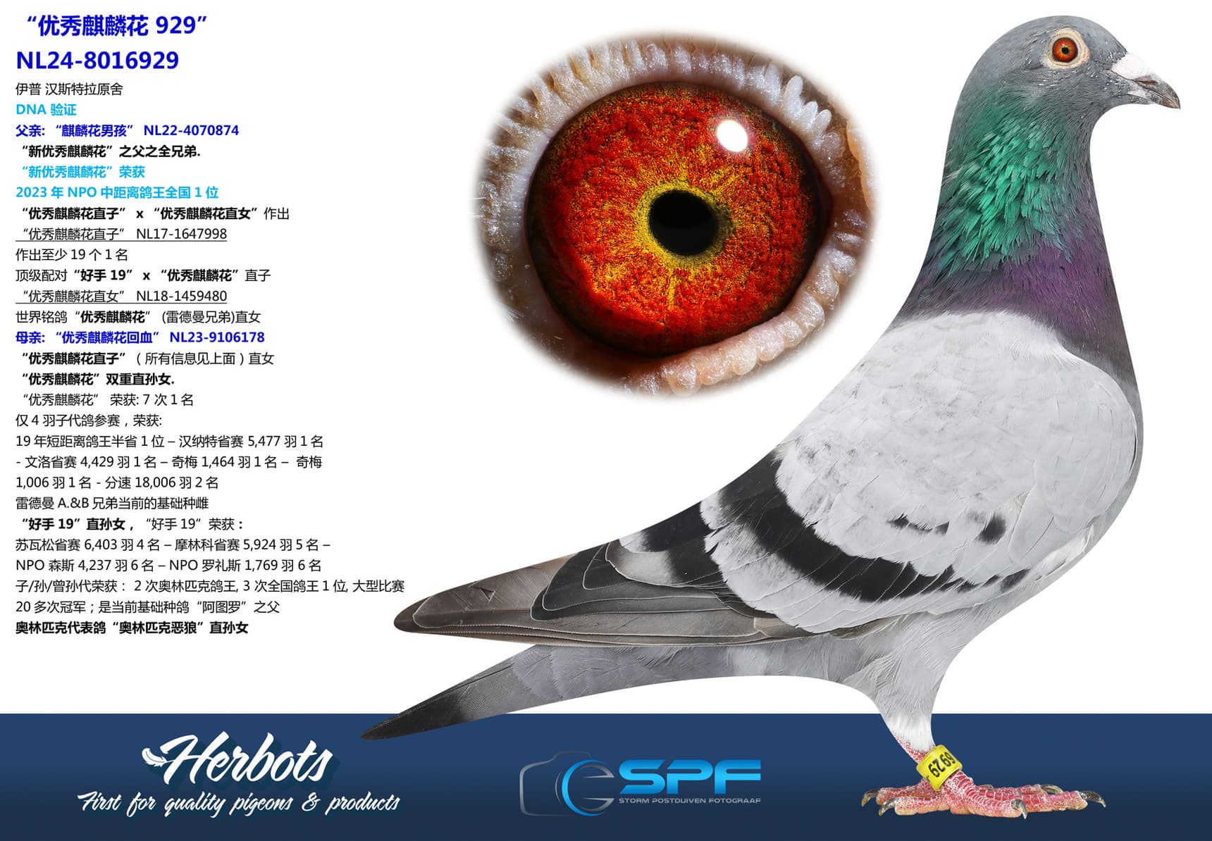 pigeon: undefined