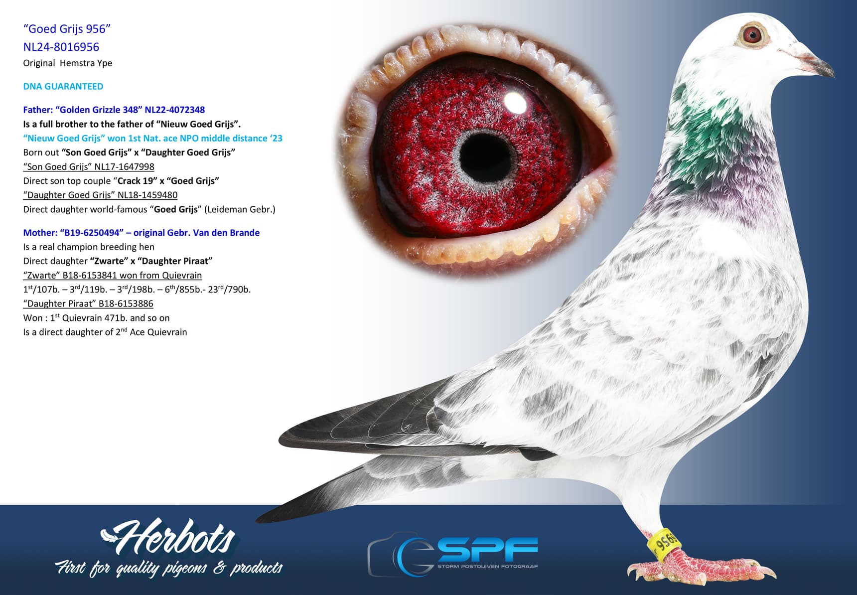 pigeon: undefined
