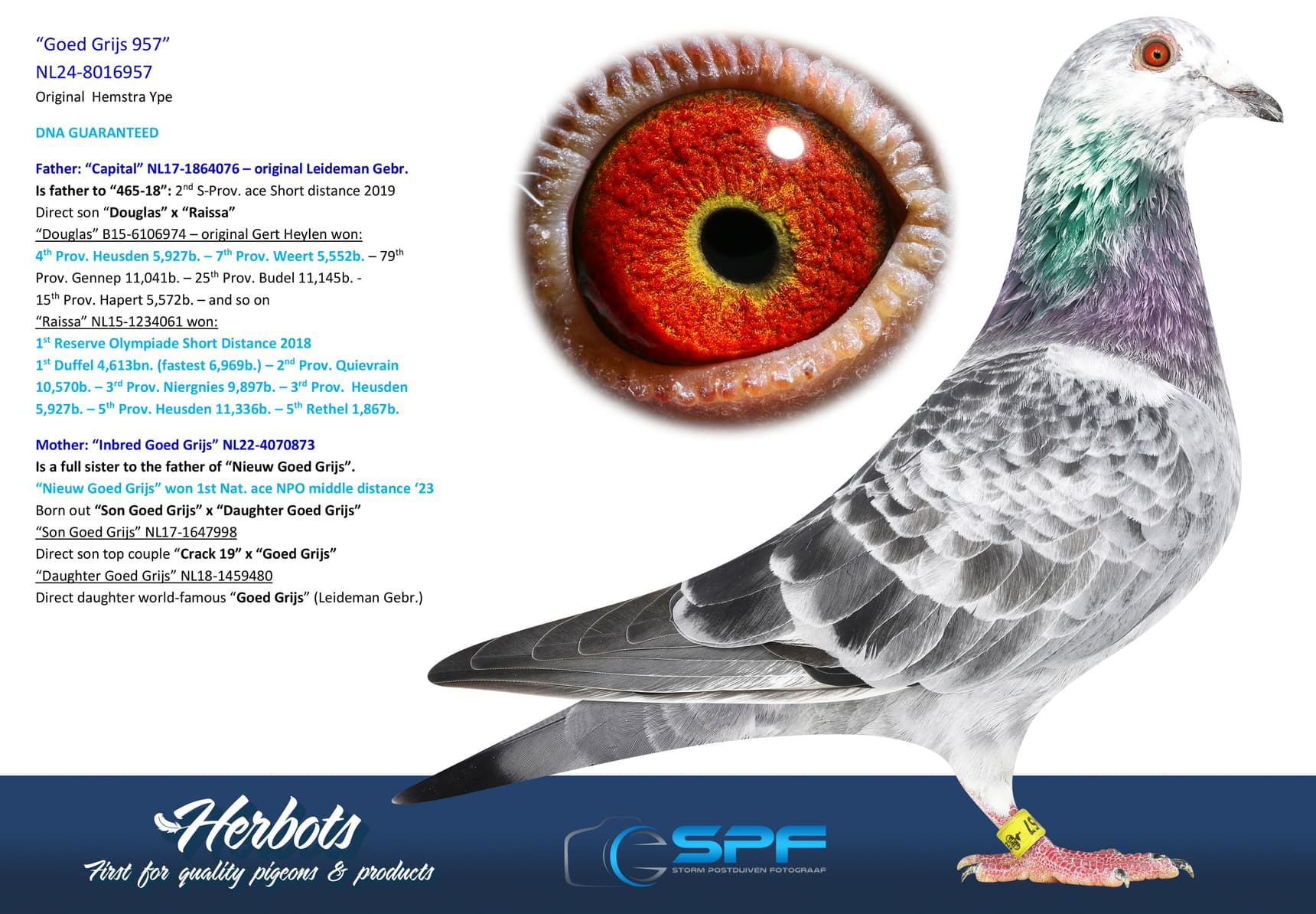 pigeon: undefined