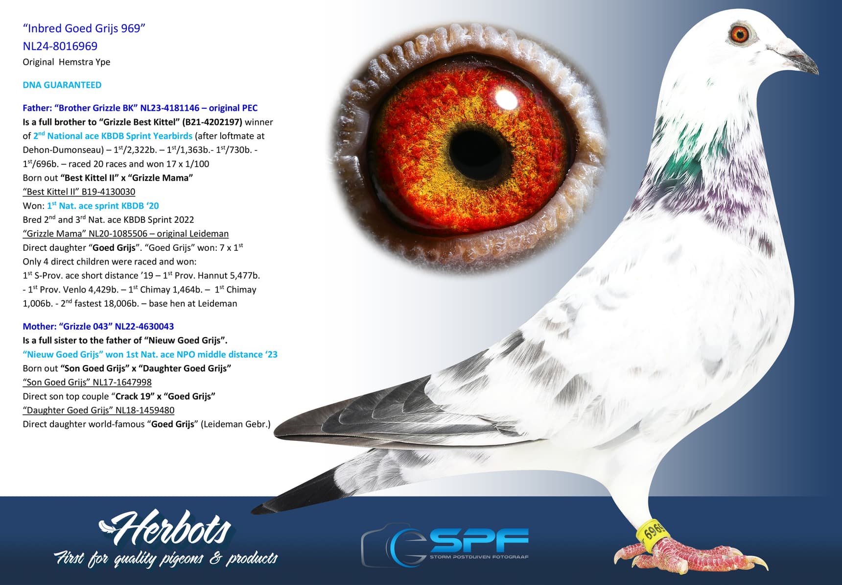 pigeon: undefined