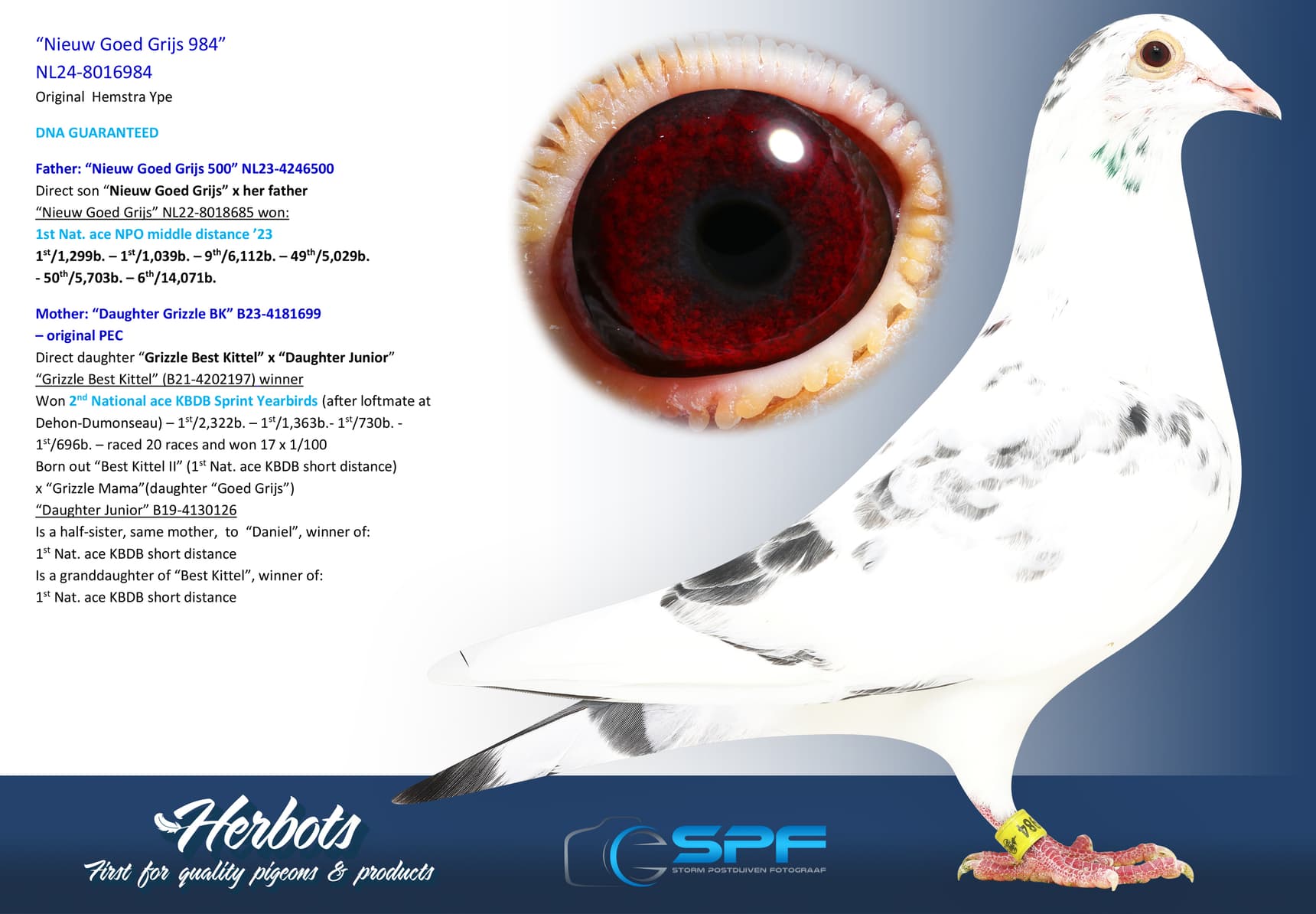 pigeon: undefined
