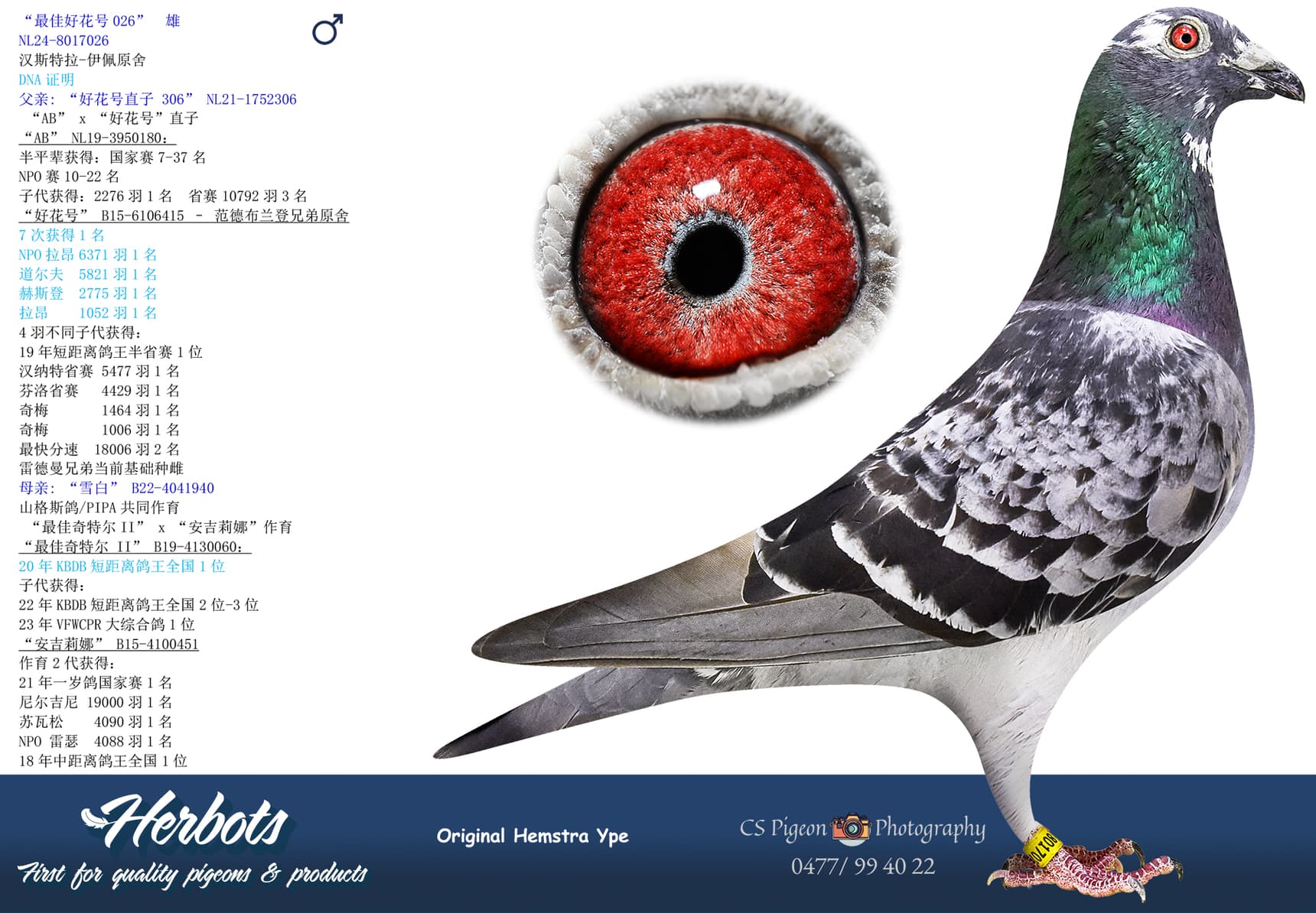 pigeon: undefined
