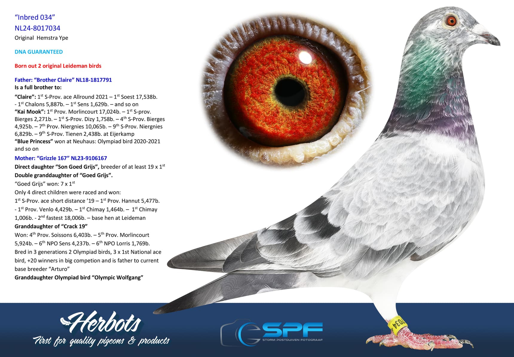 pigeon: undefined