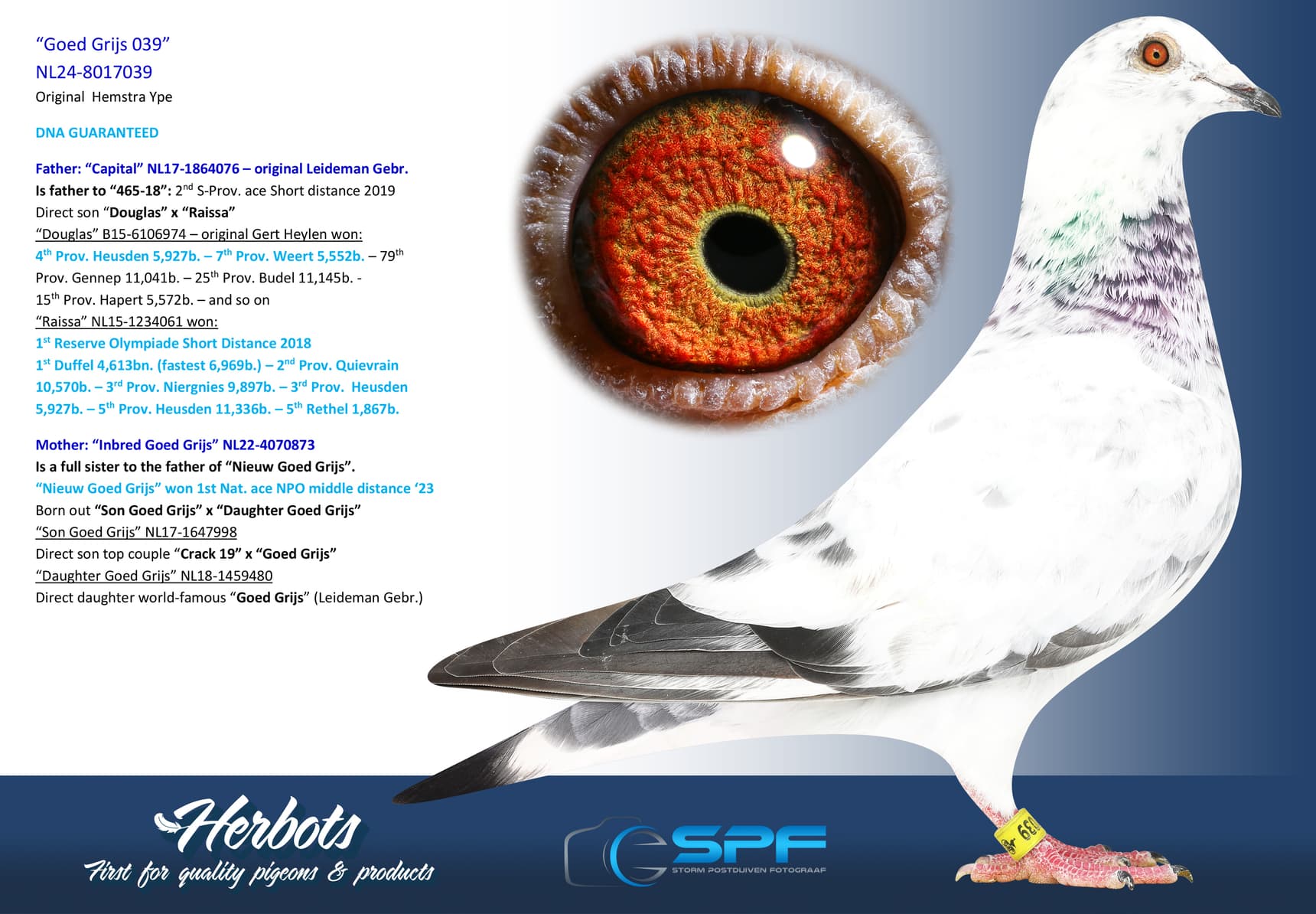 pigeon: undefined