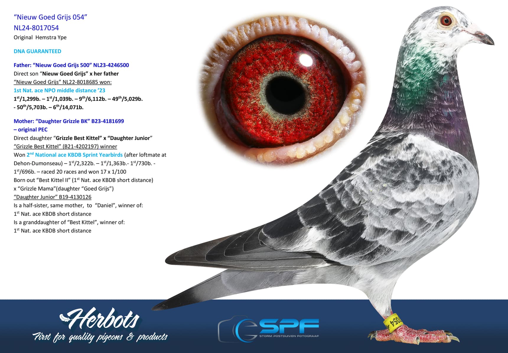 pigeon: undefined