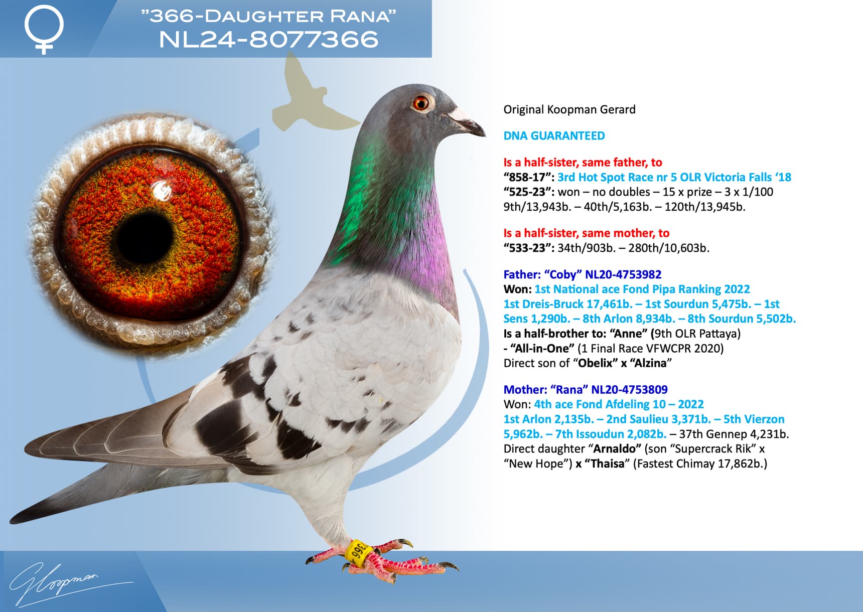 pigeon: undefined