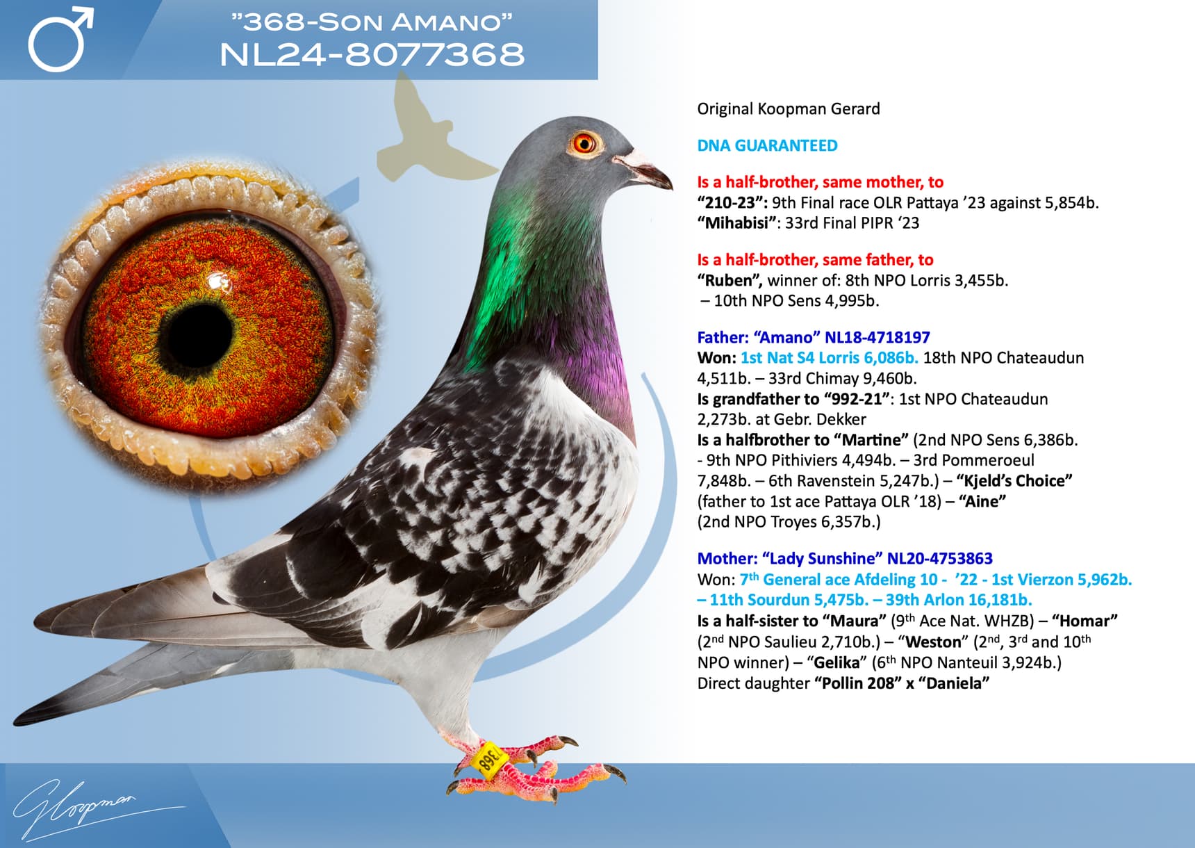 pigeon: undefined