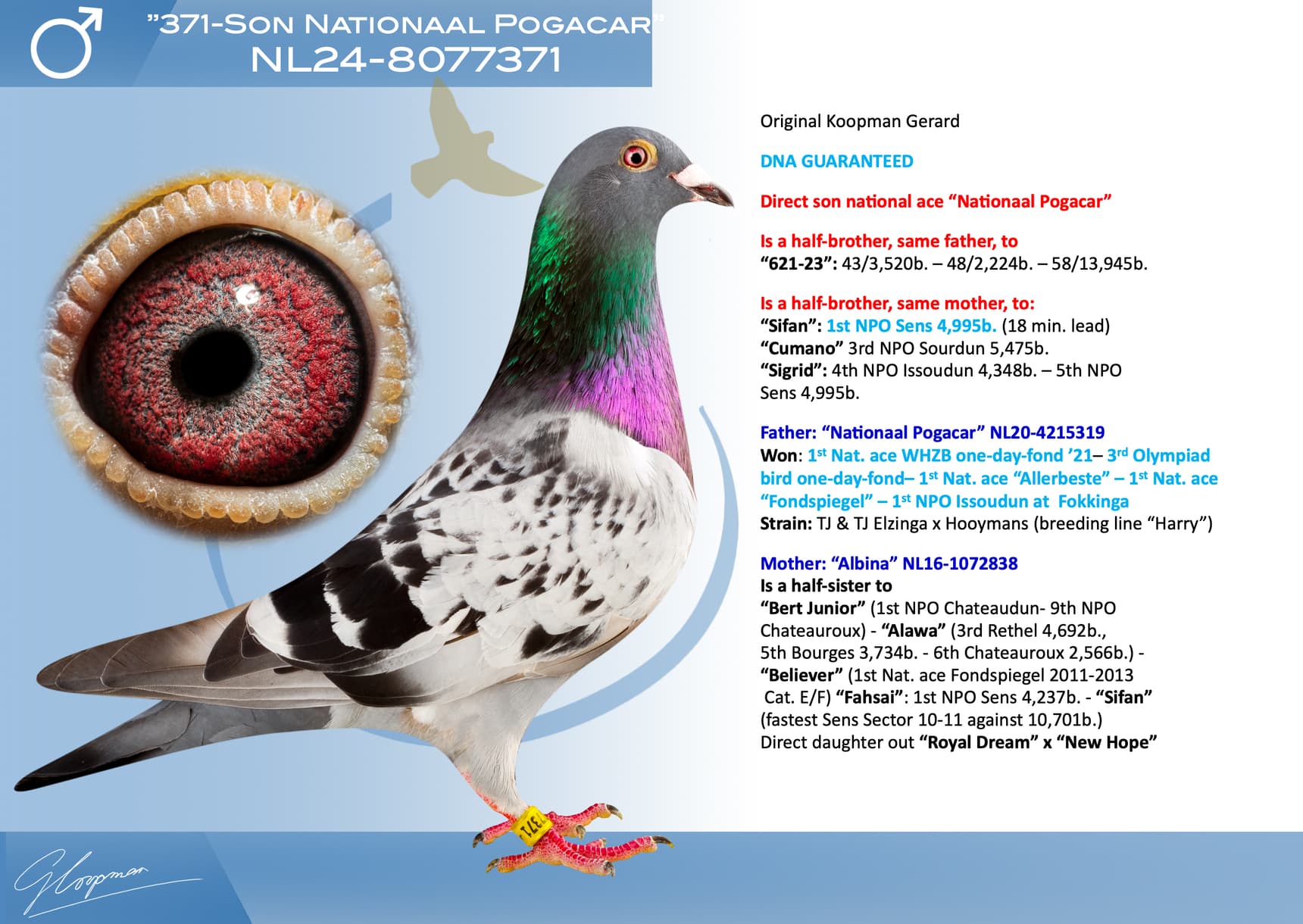 pigeon: undefined