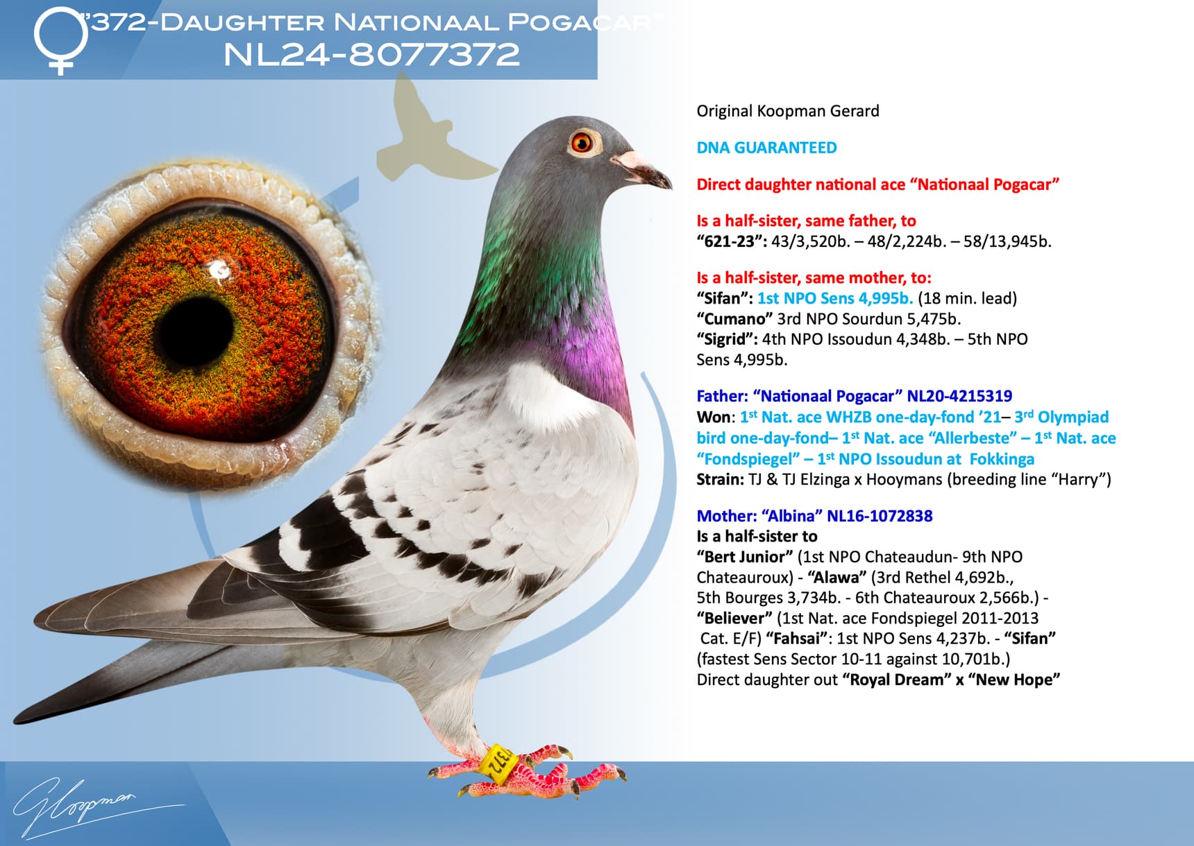pigeon: undefined