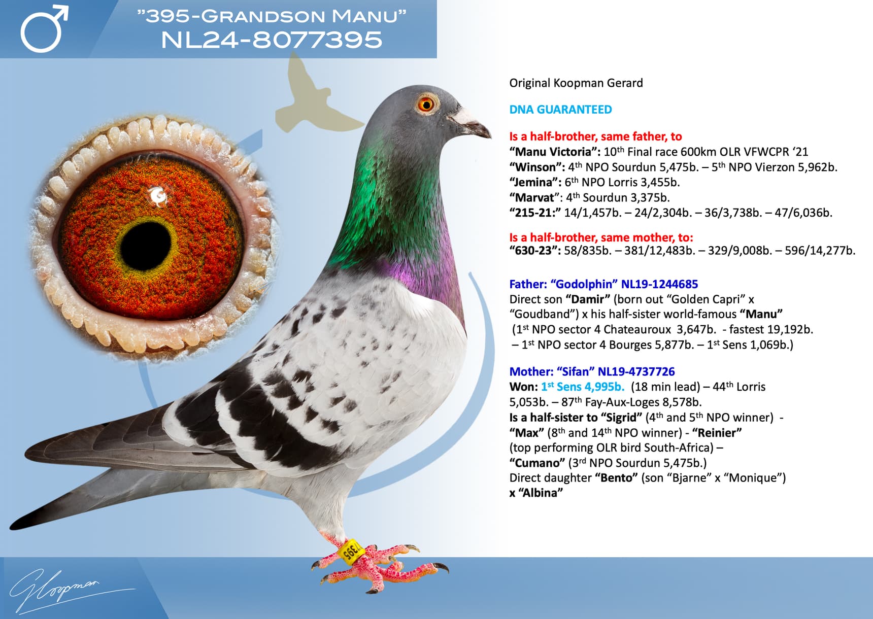 pigeon: undefined