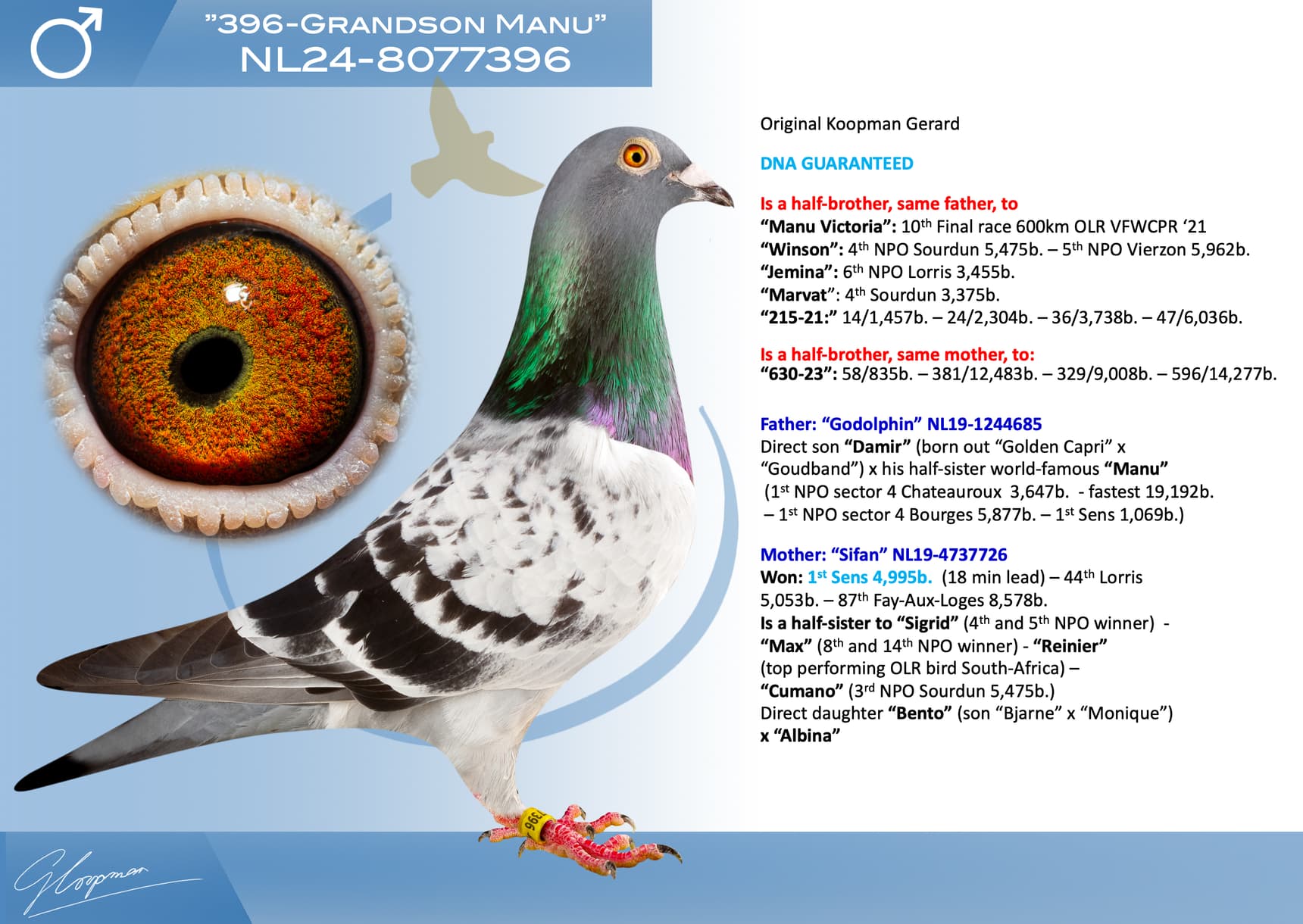 pigeon: undefined