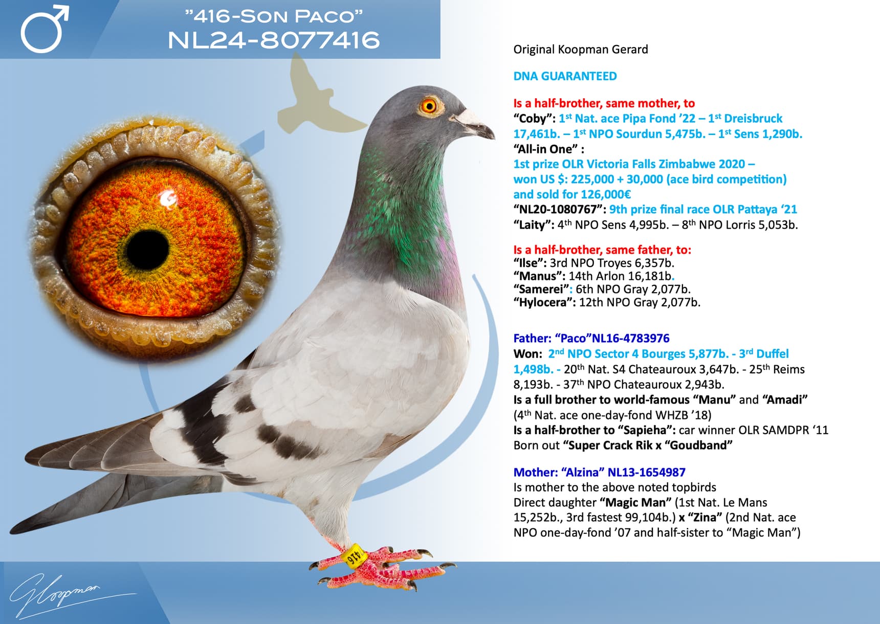 pigeon: undefined