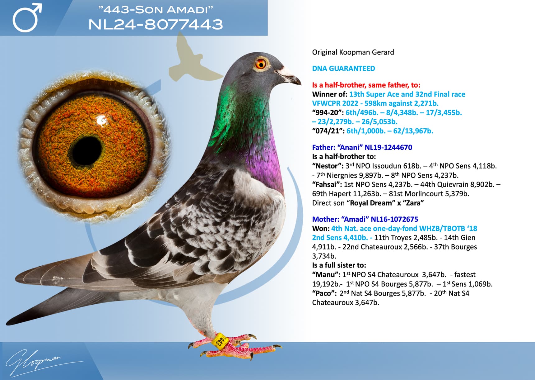 pigeon: undefined