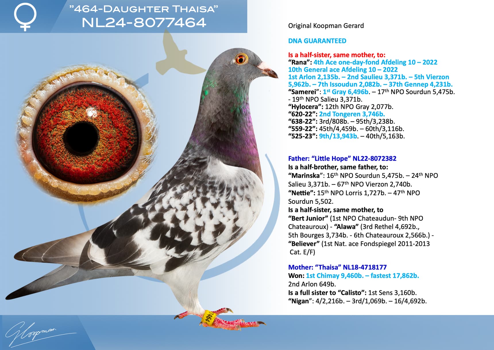 pigeon: undefined