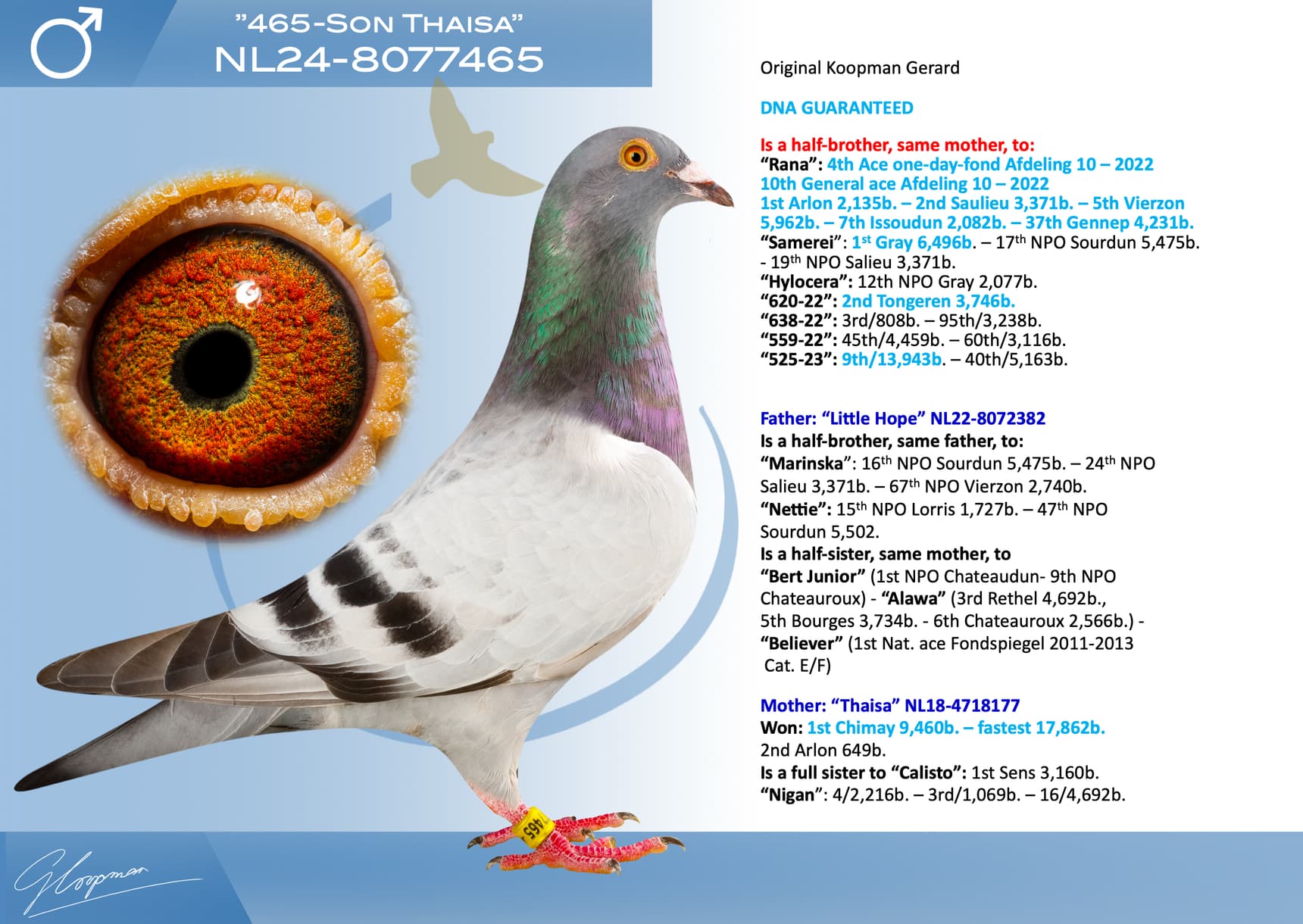 pigeon: undefined