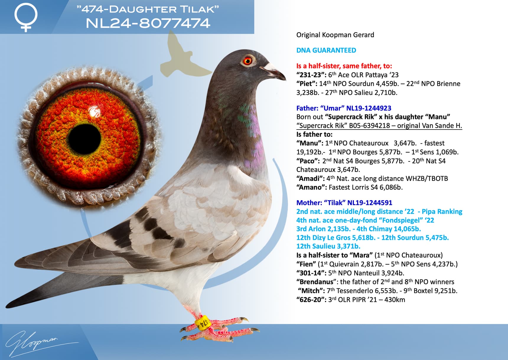 pigeon: undefined