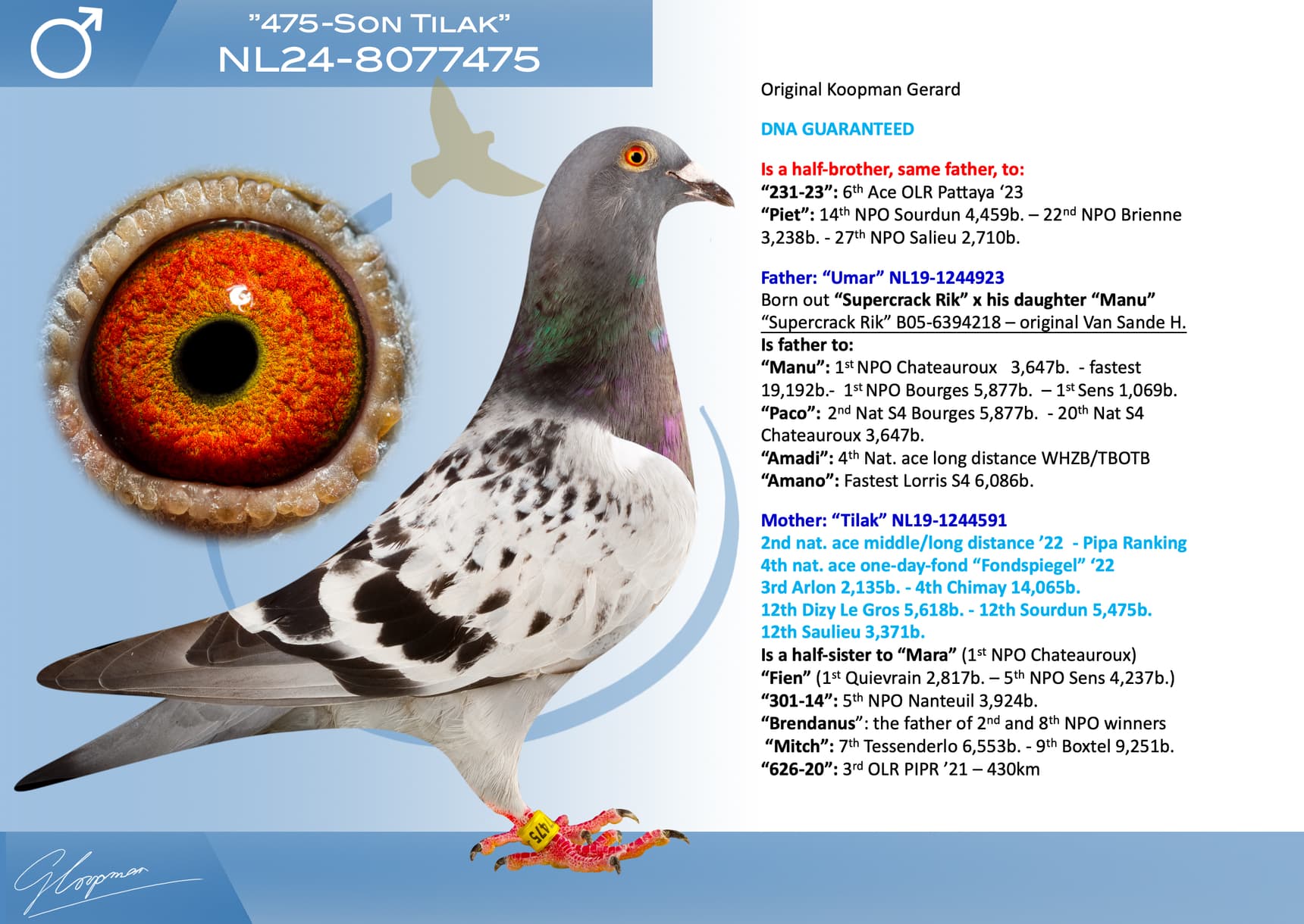 pigeon: undefined