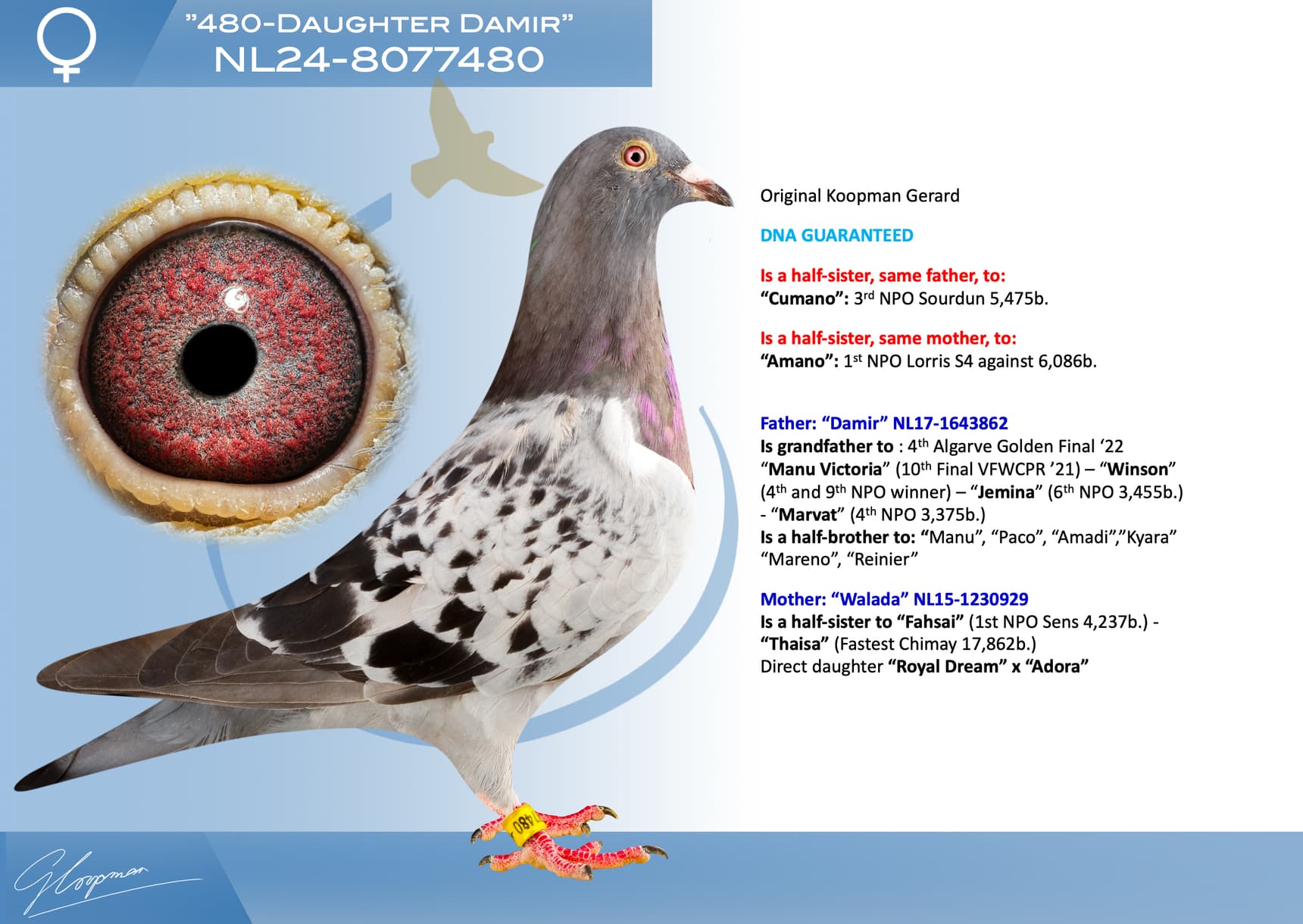 pigeon: undefined