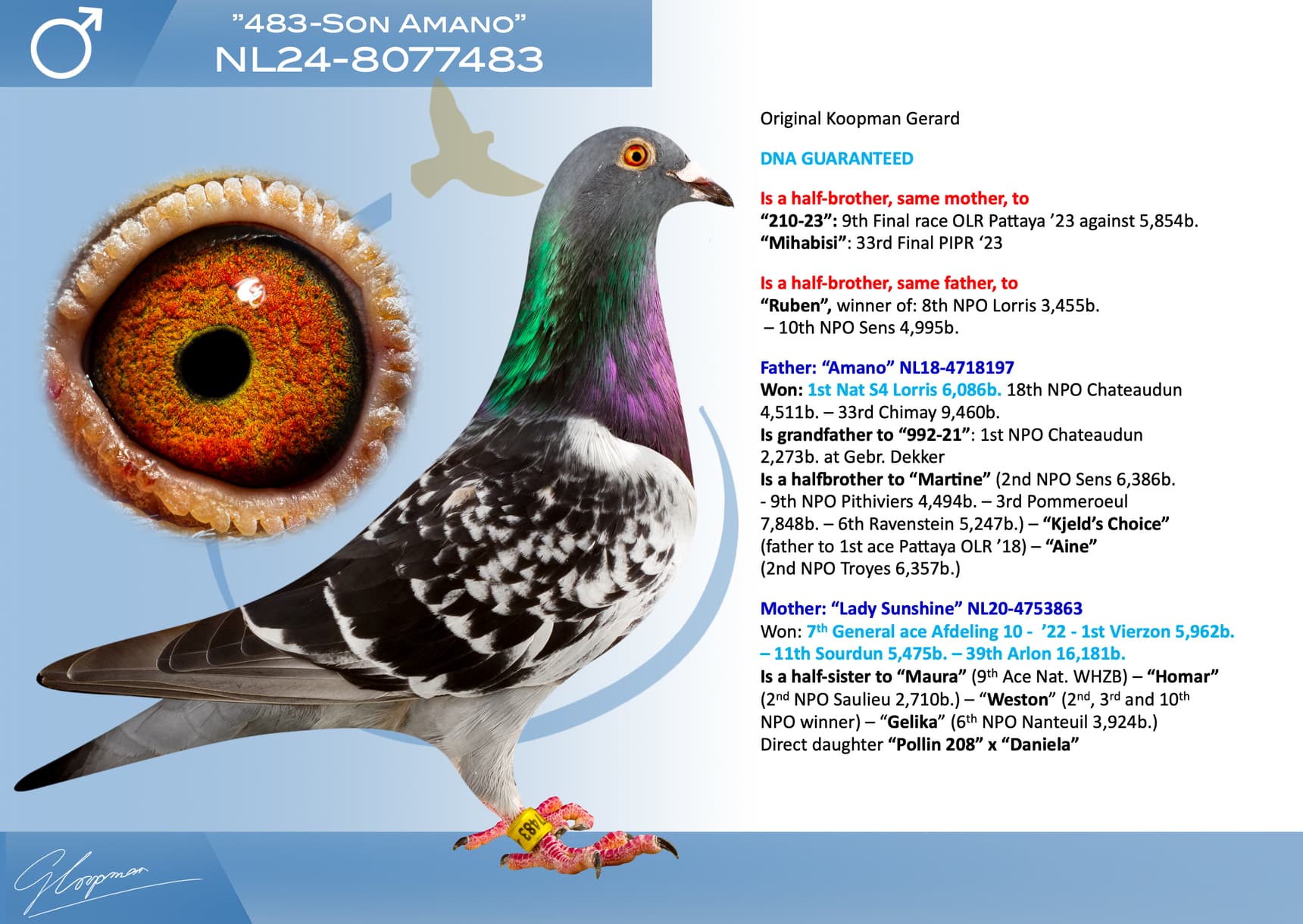 pigeon: undefined
