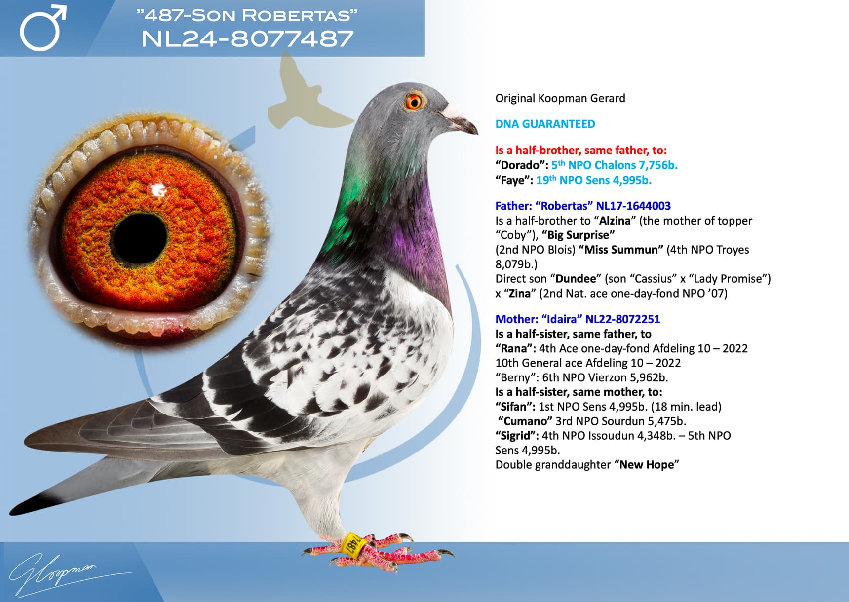 pigeon: undefined